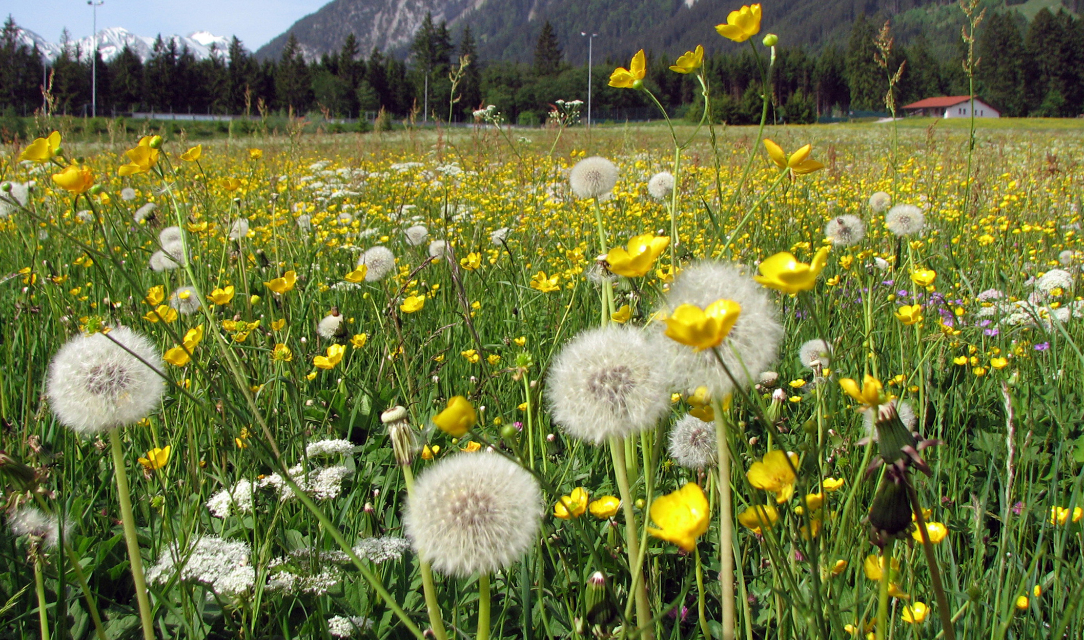 Gewöhnlicher Löwenzahn