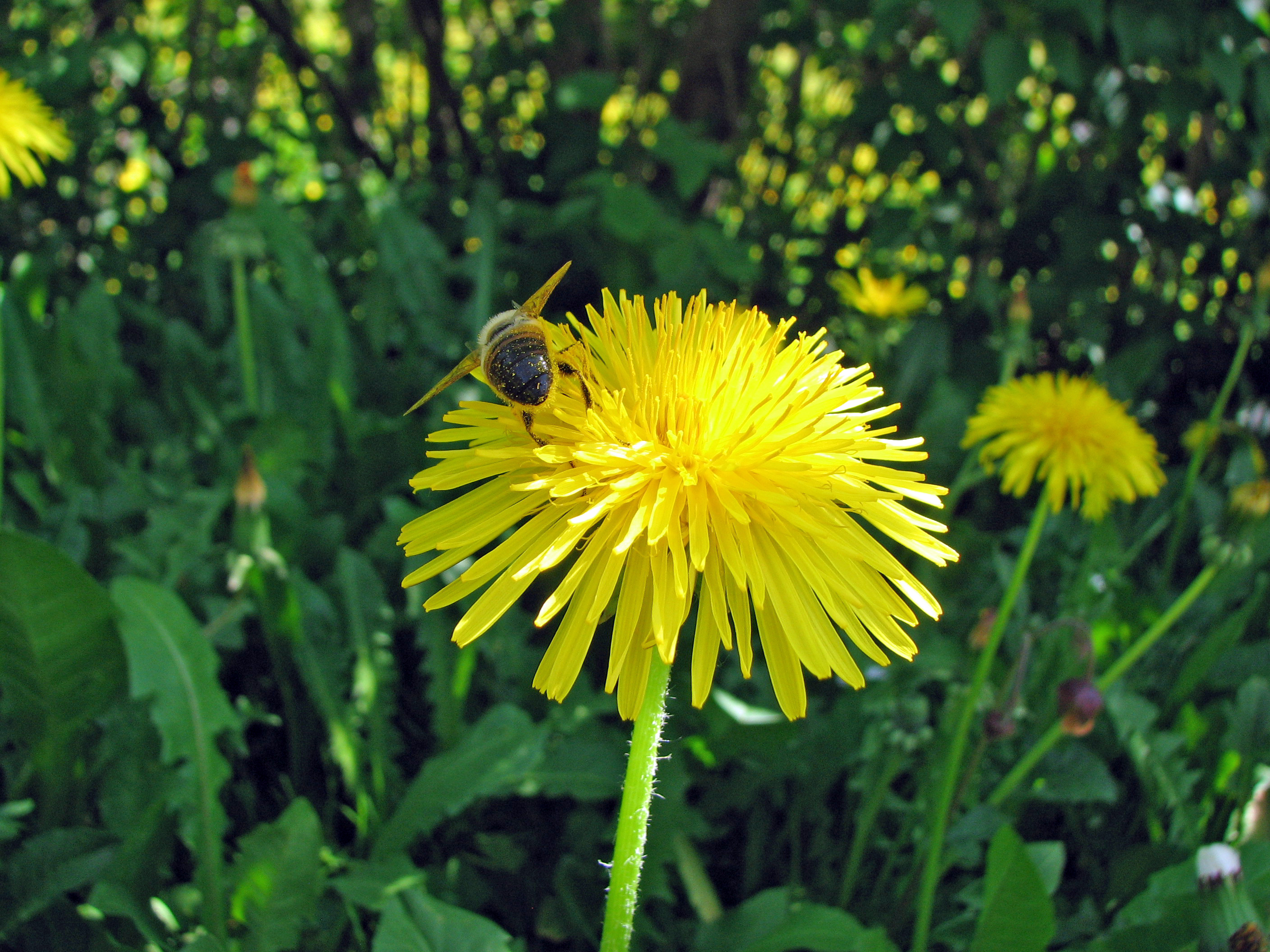 Löwenzahnhonig, traditionell