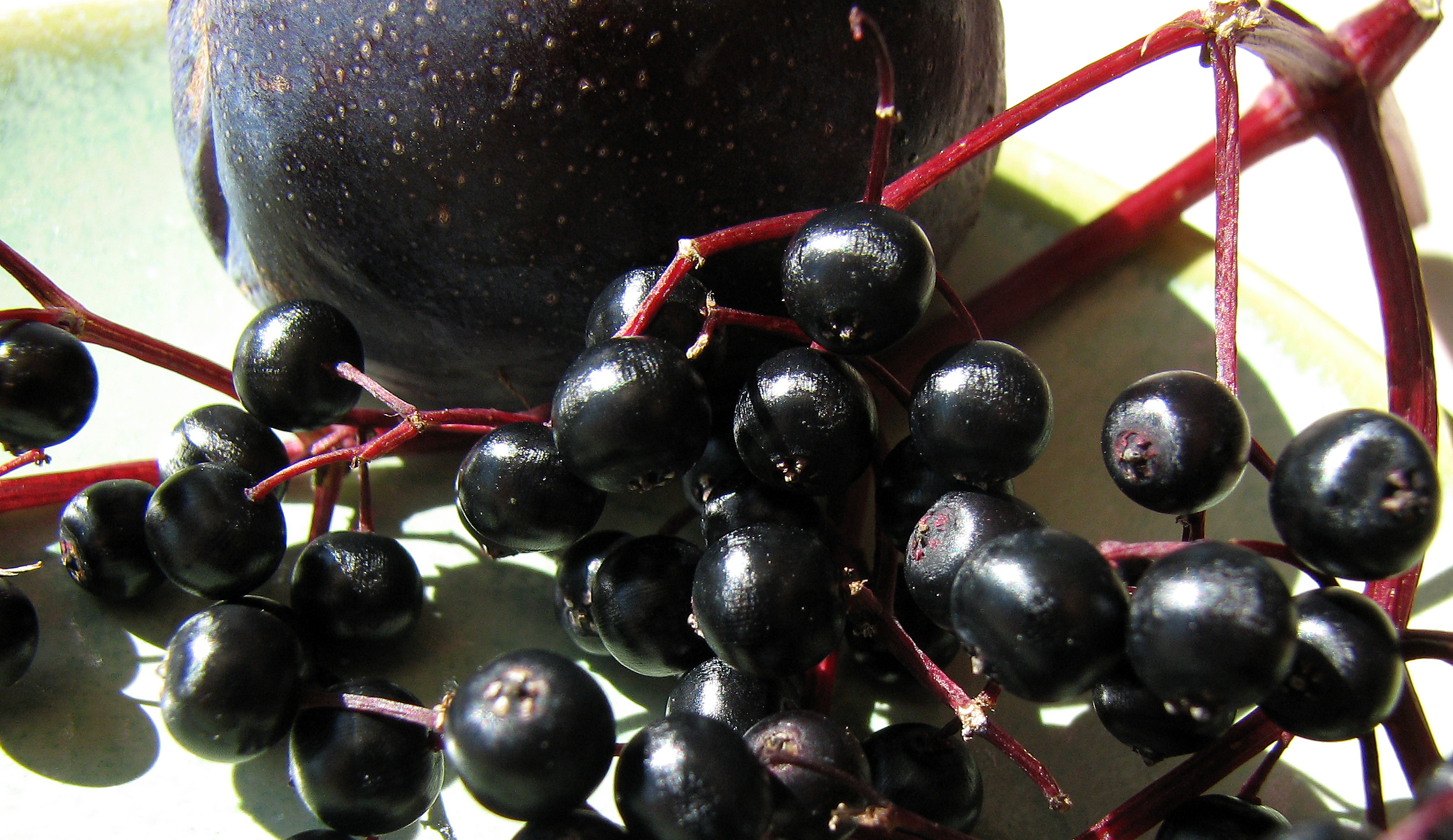 <p>Auch Zwetschken passen zu Holunderbeeren.</p>