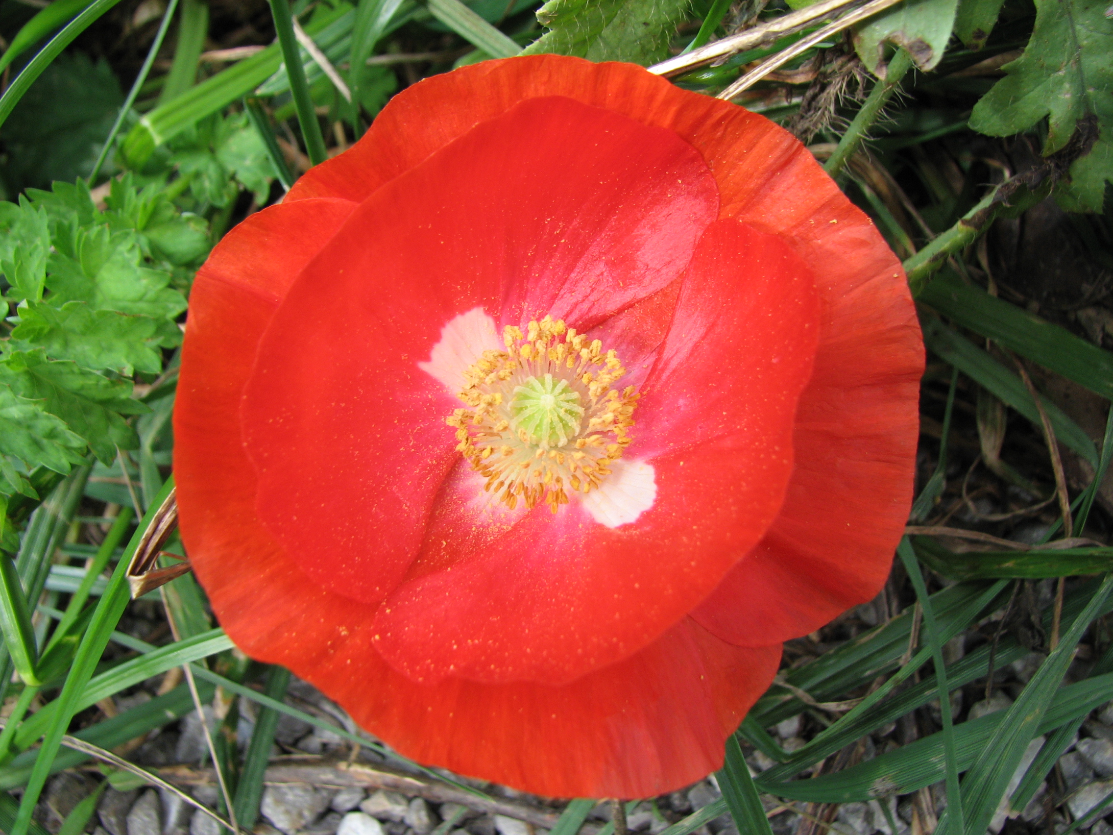 Klatschmohn