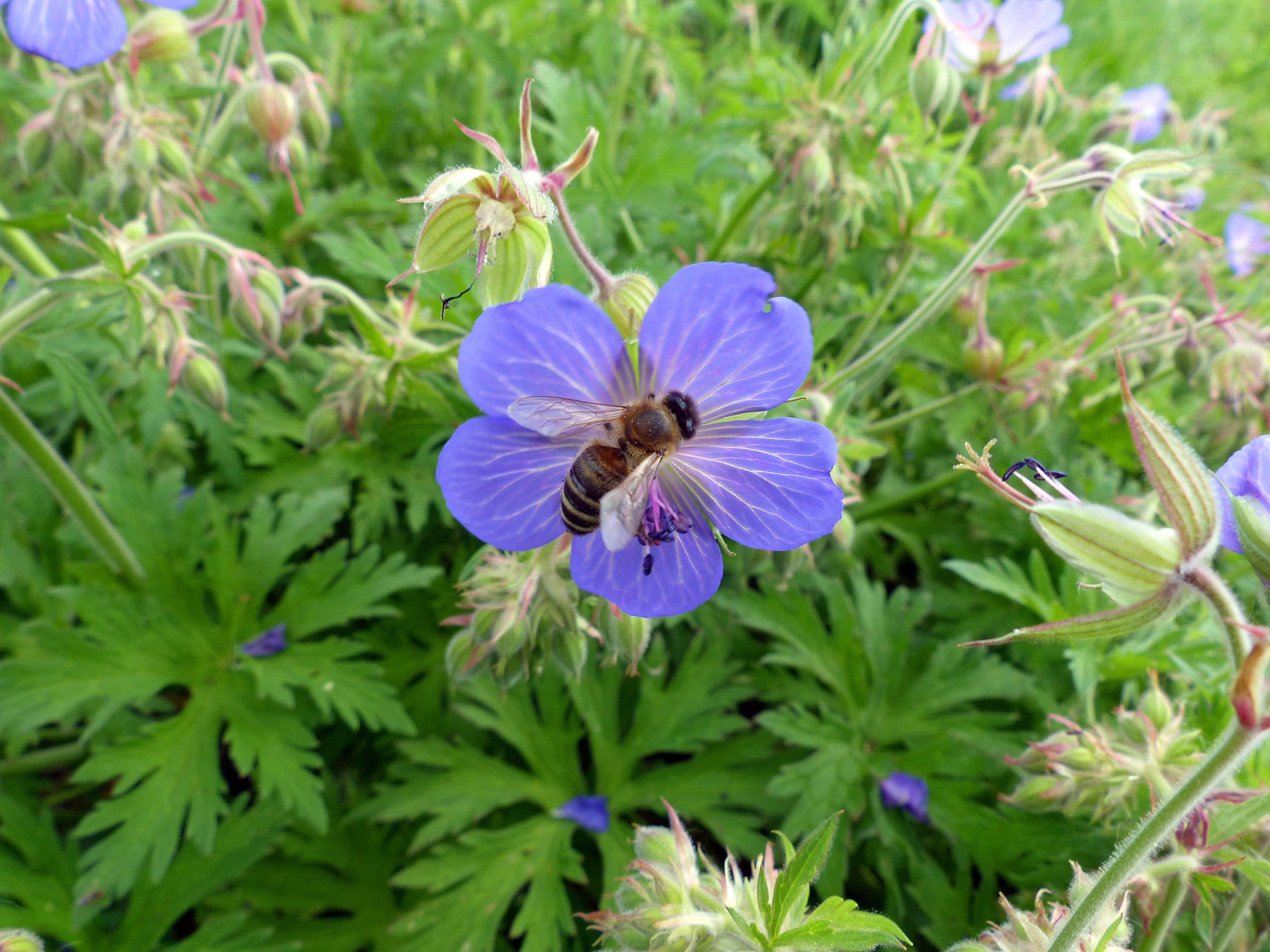 Wiesenstorchschnabel