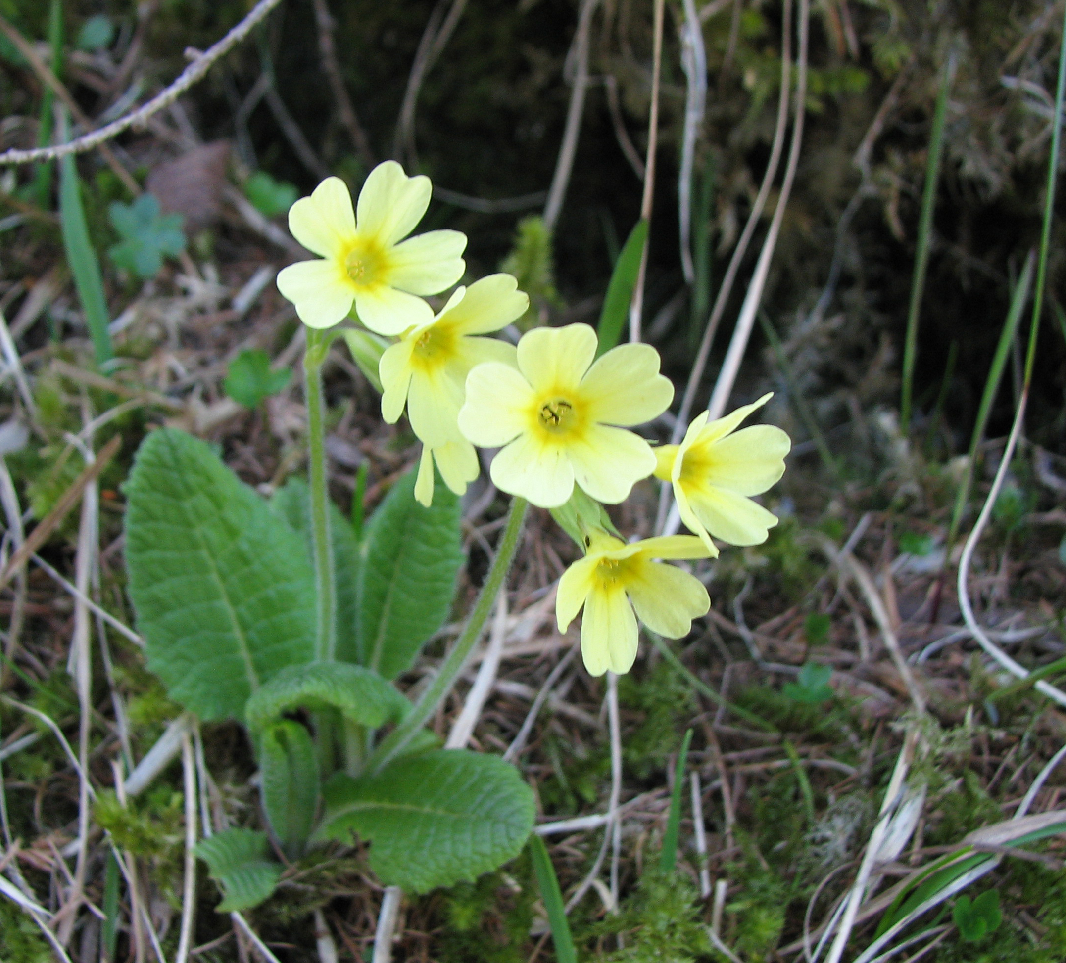 Hohe Schlüsselblume