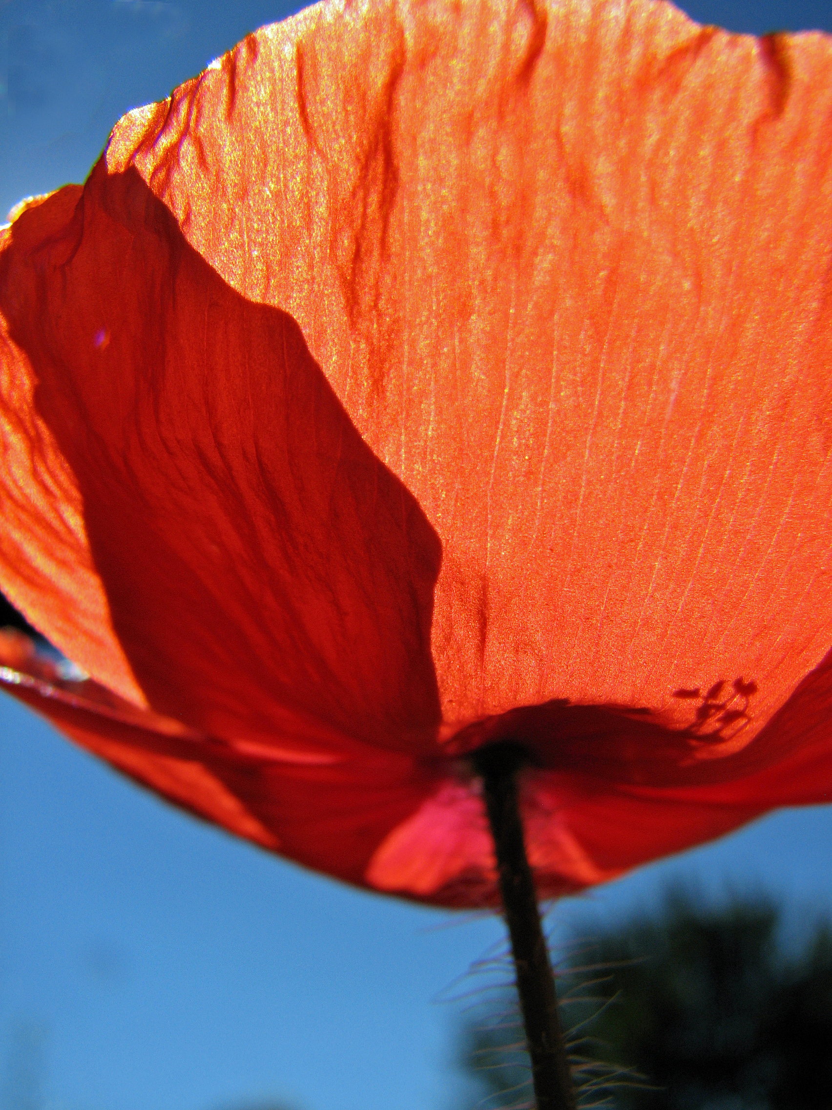 Klatschmohn