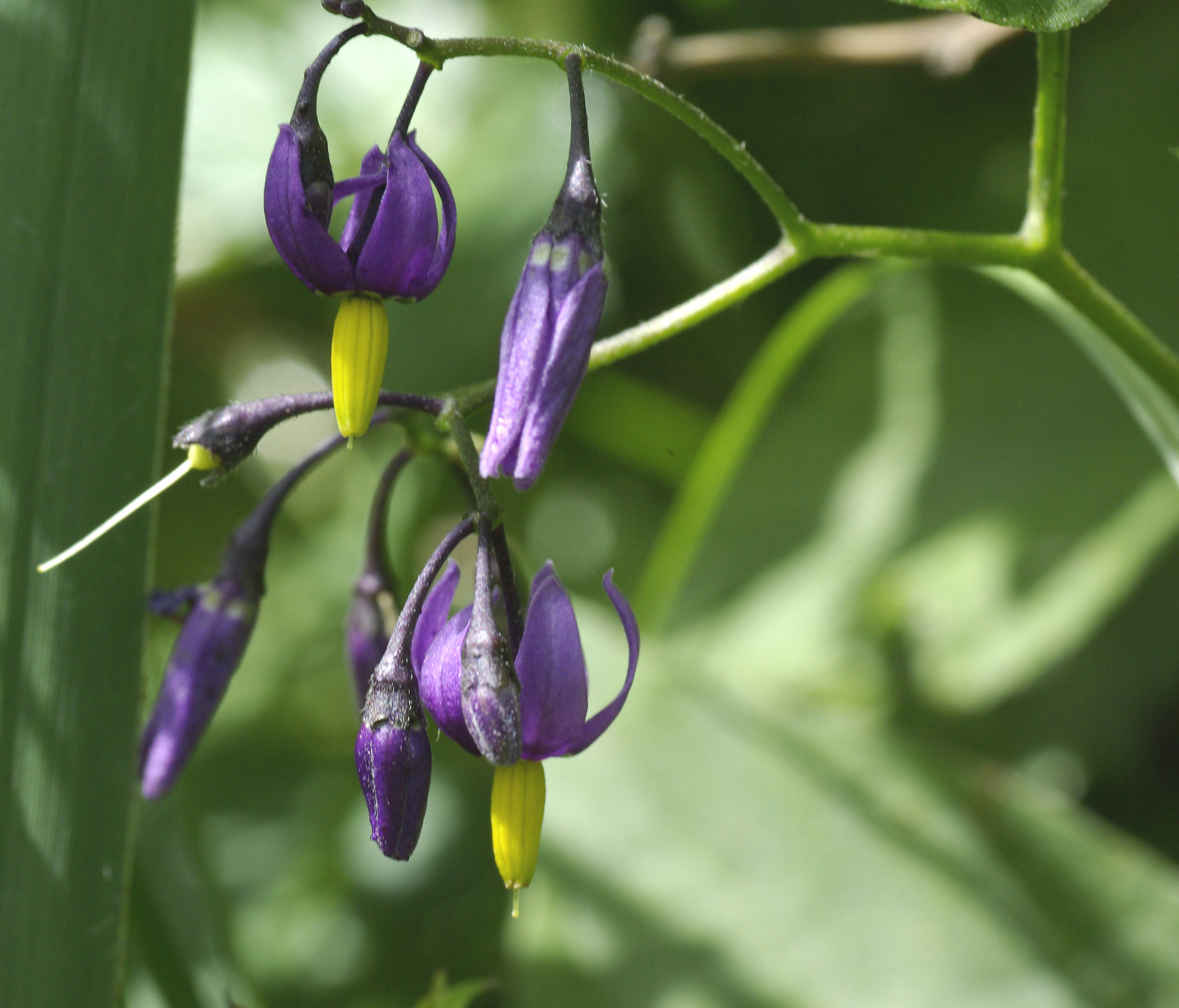 Bittersüßer Nachtschatten