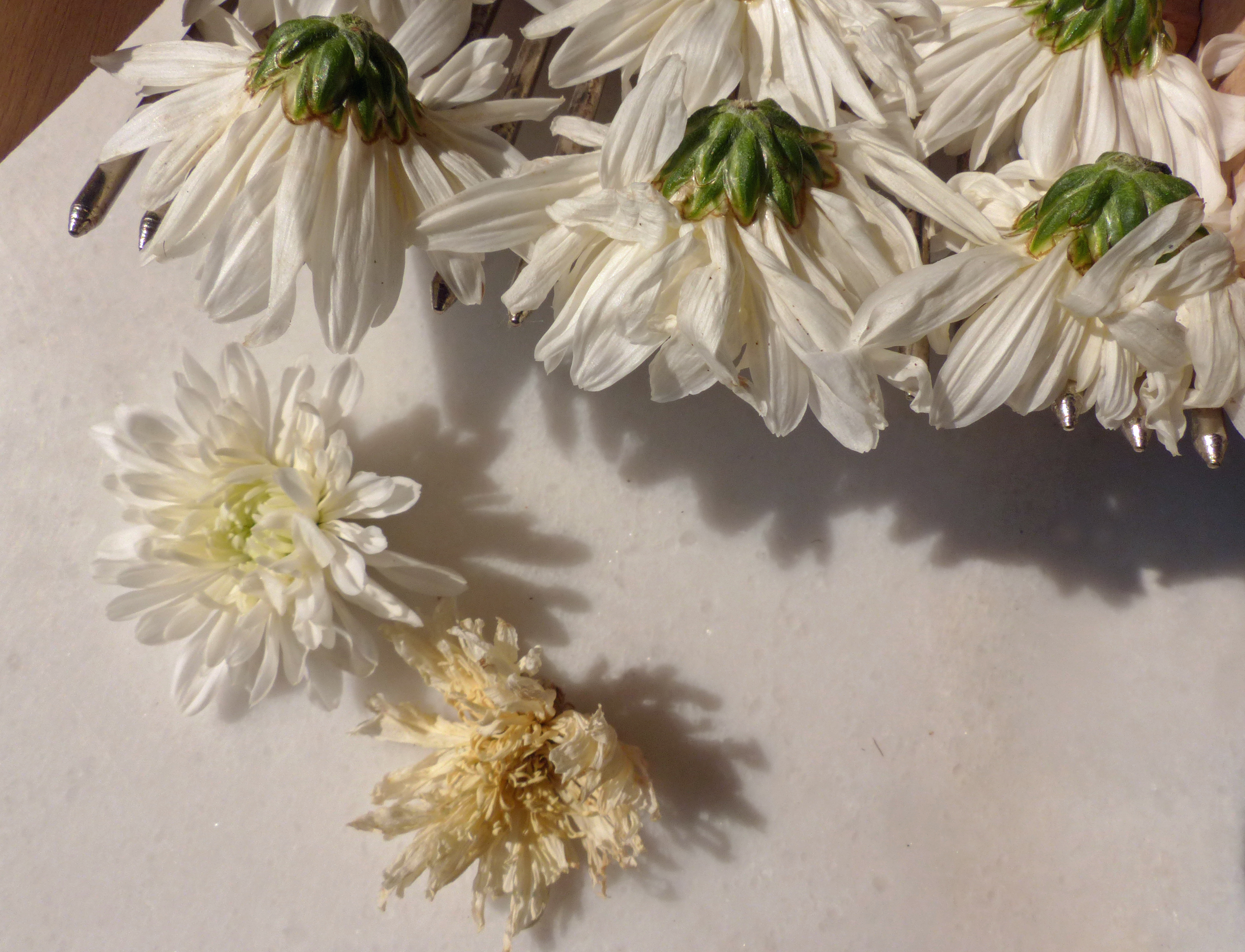 Chinesische Teechrysantheme