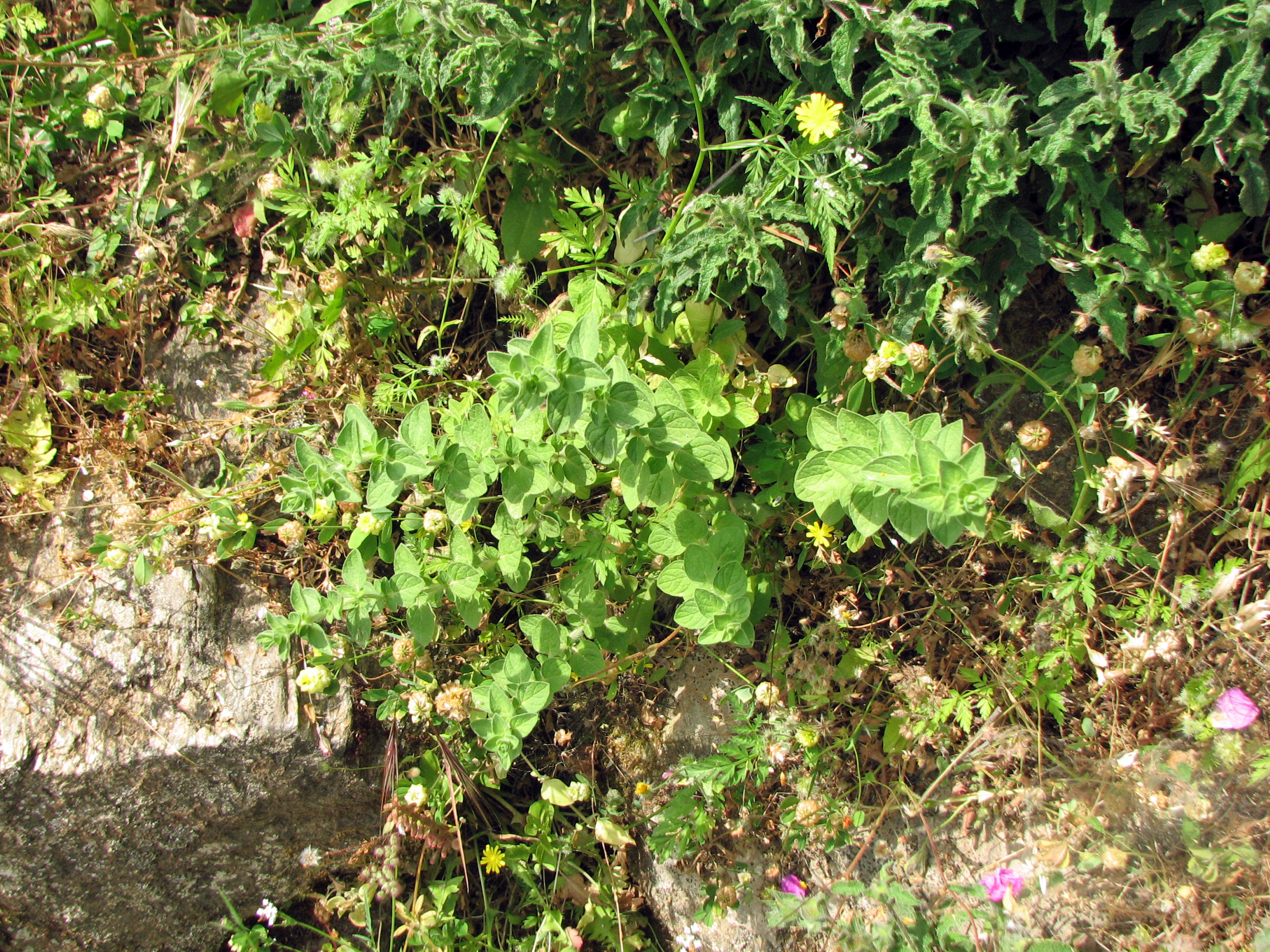 Griechischer Oregano