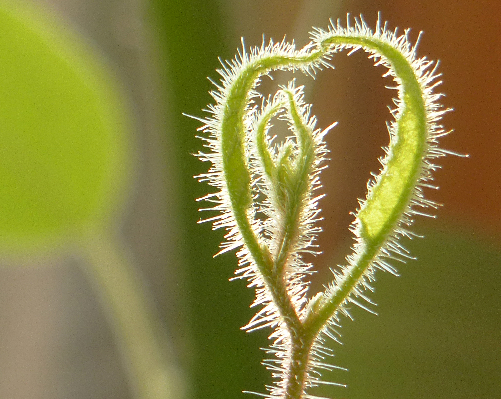 Zitroneneukalyptus