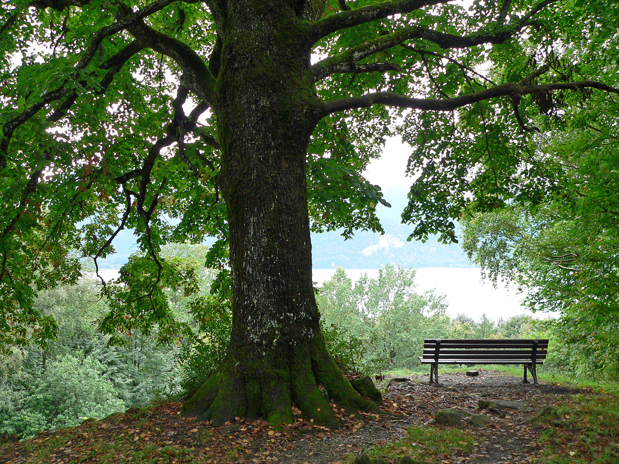 Sommerlinde