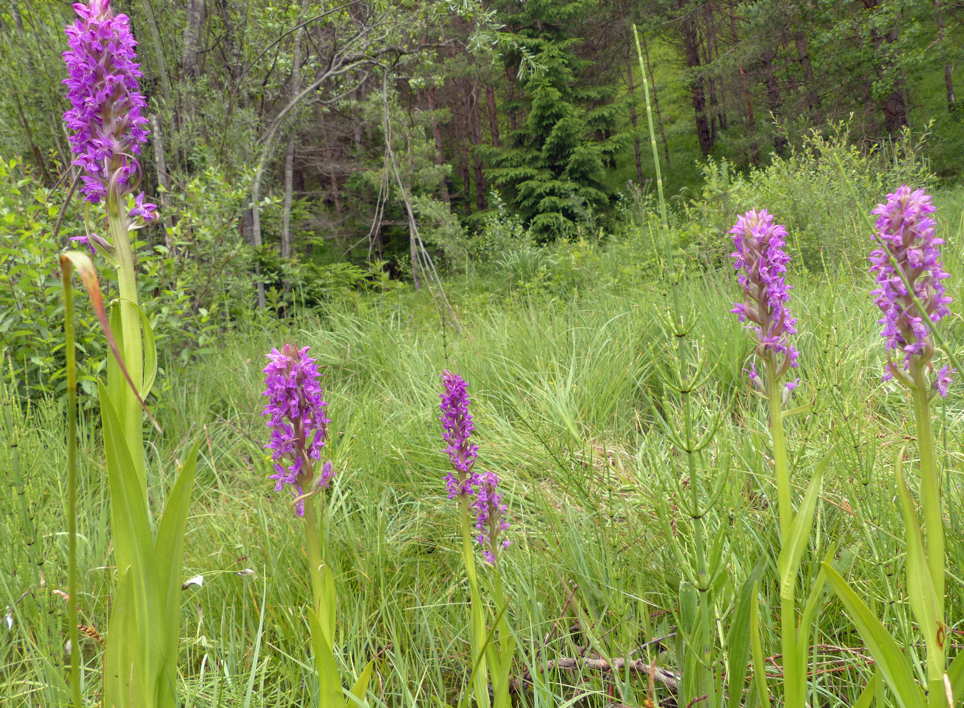Fleischfarbene Fingerwurz