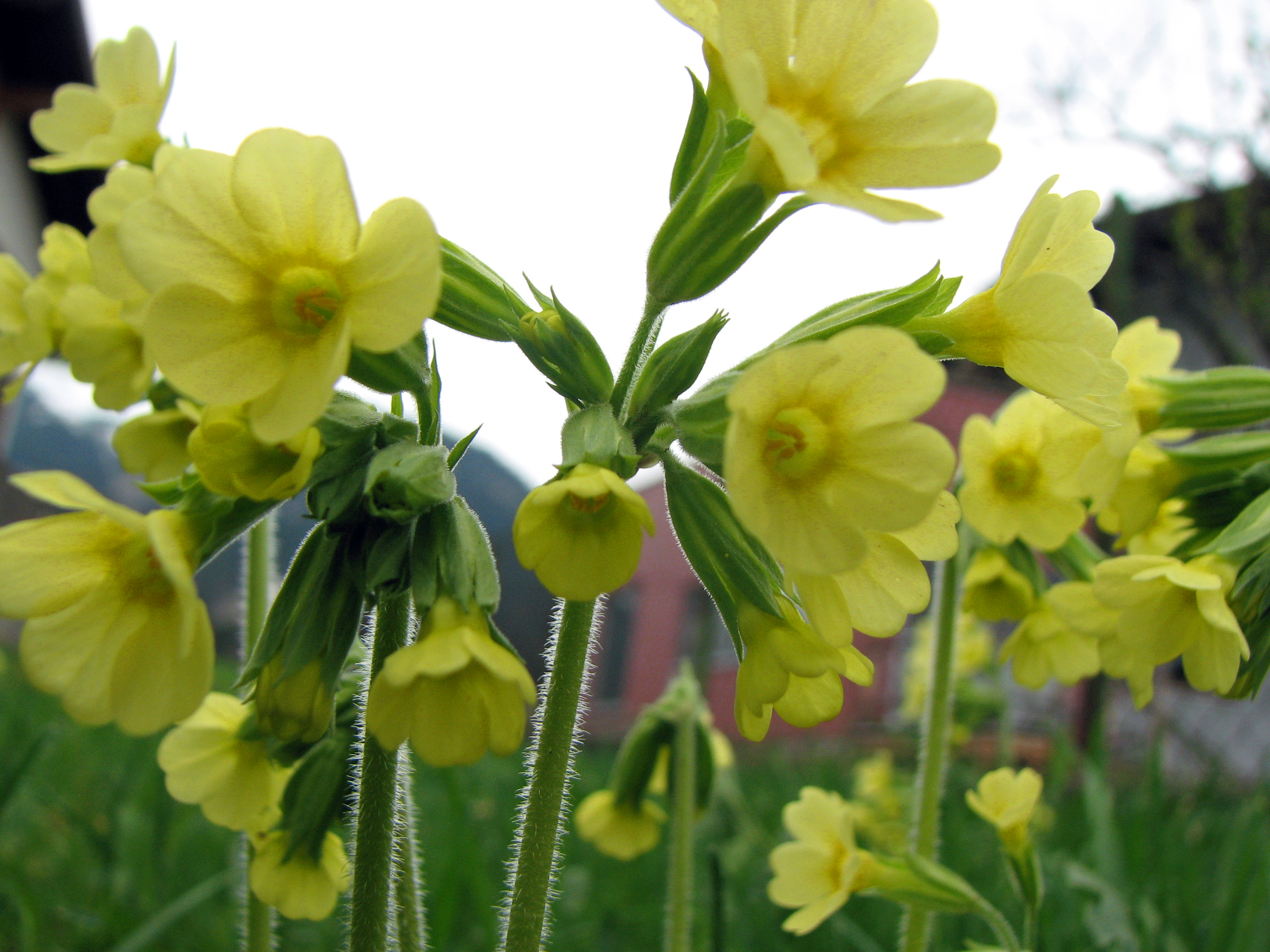 Hohe Schlüsselblume
