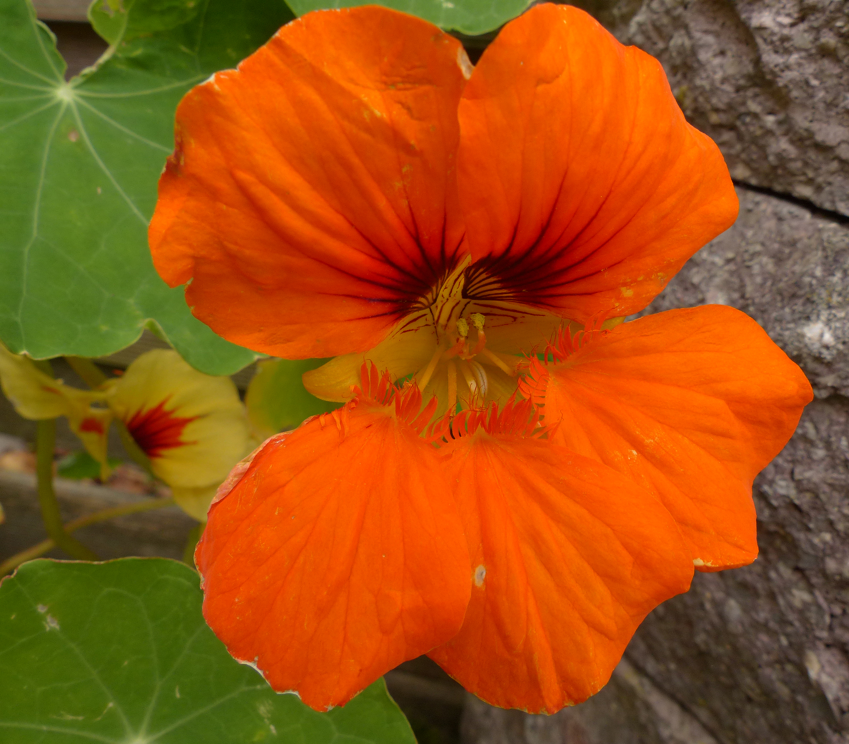 Große Kapuzinerkresse