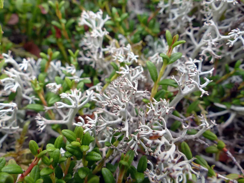 Echte Rentierflechte