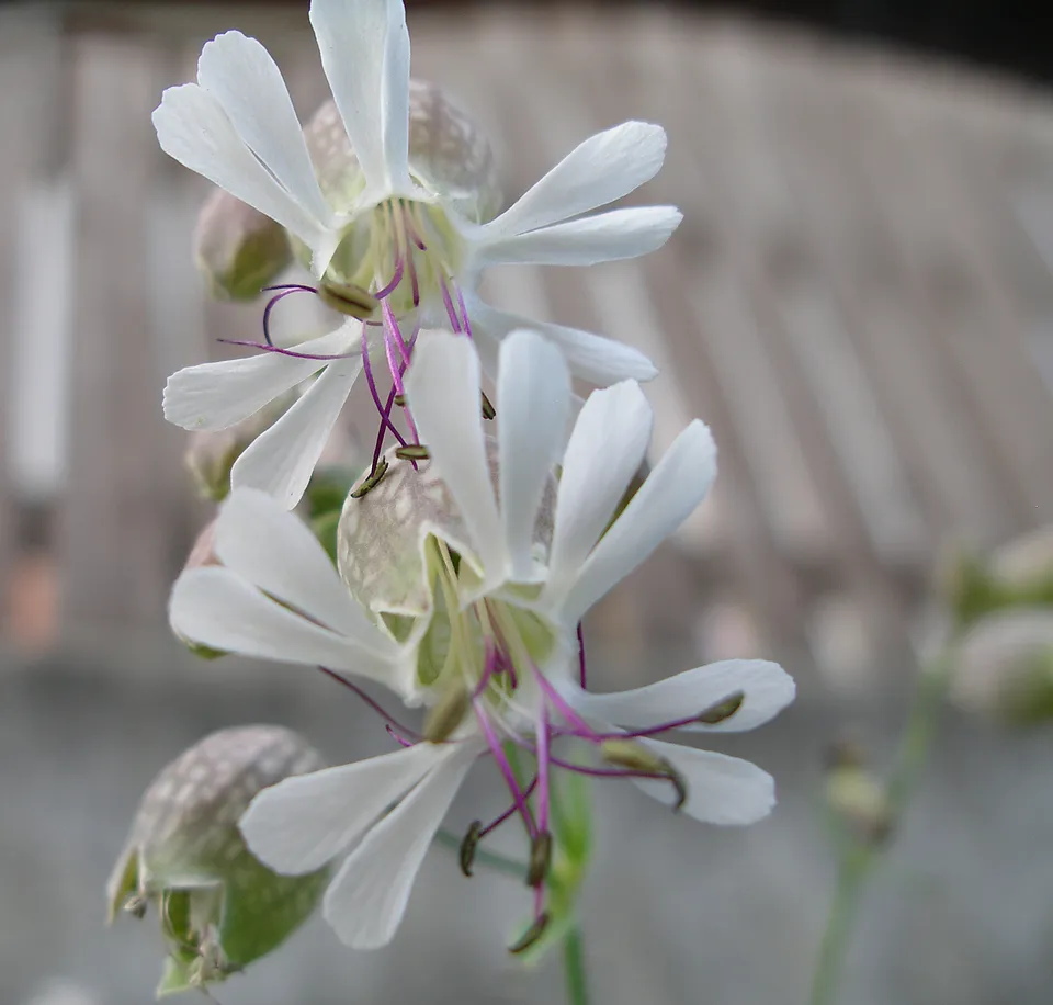 Taubenkropfleimkraut