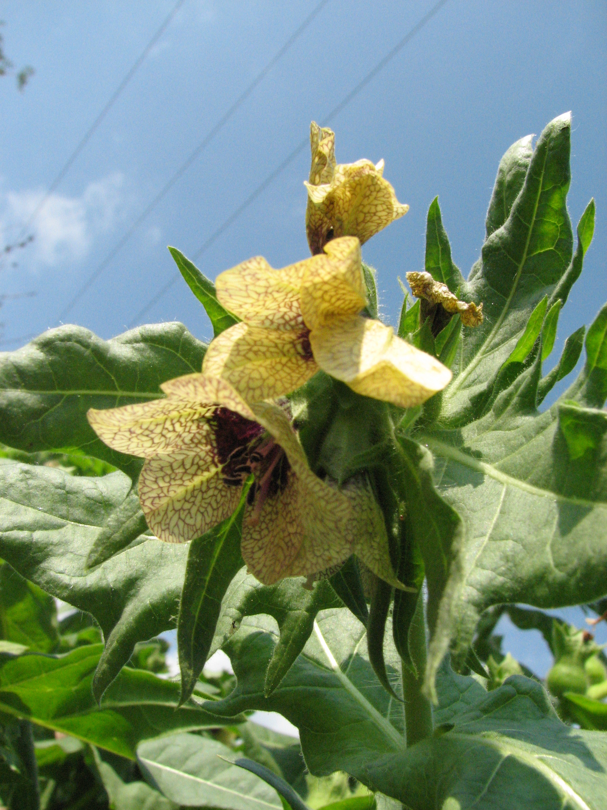 Schwarzes Bilsenkraut