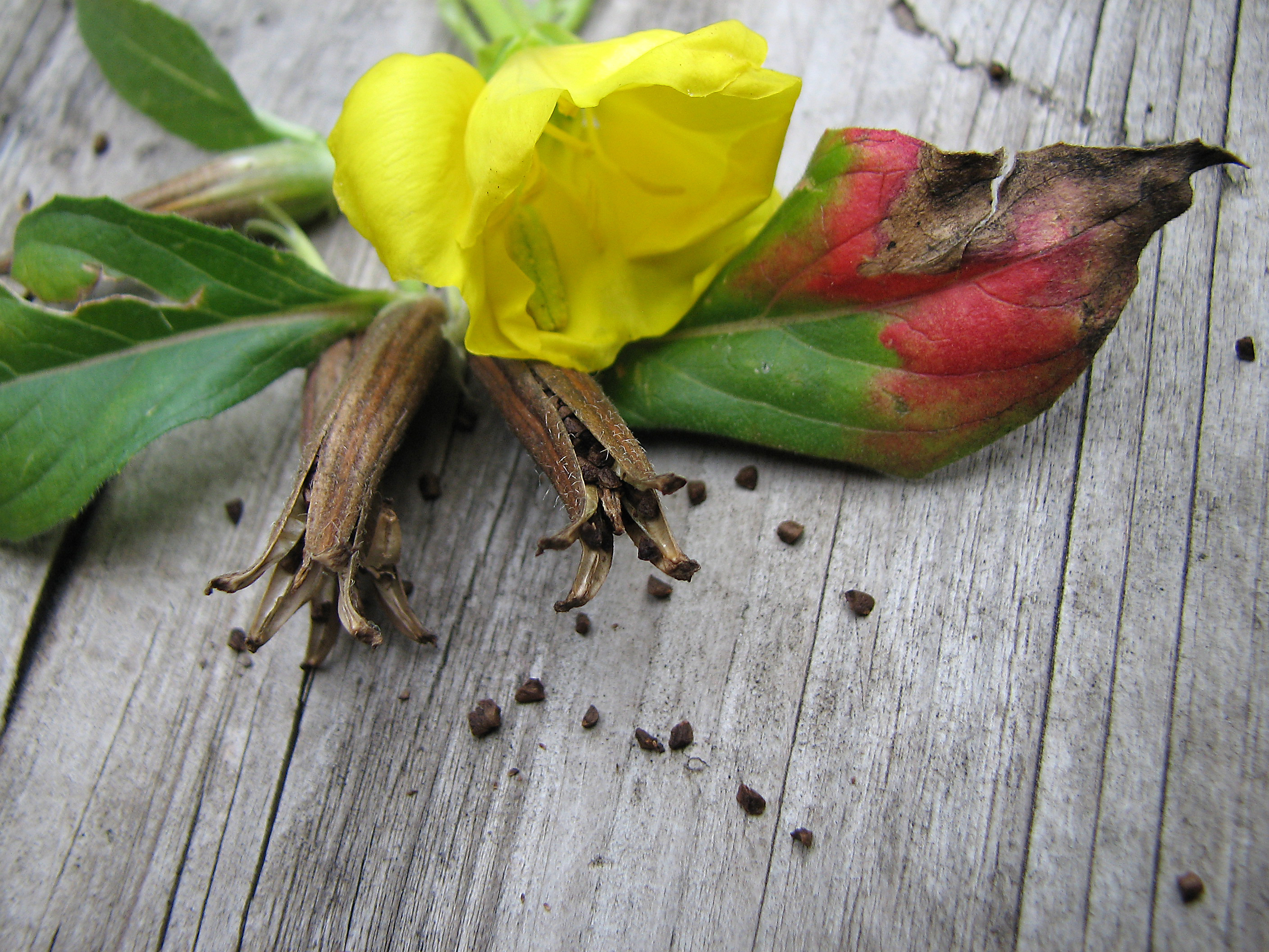 Gewöhnliche Nachtkerze