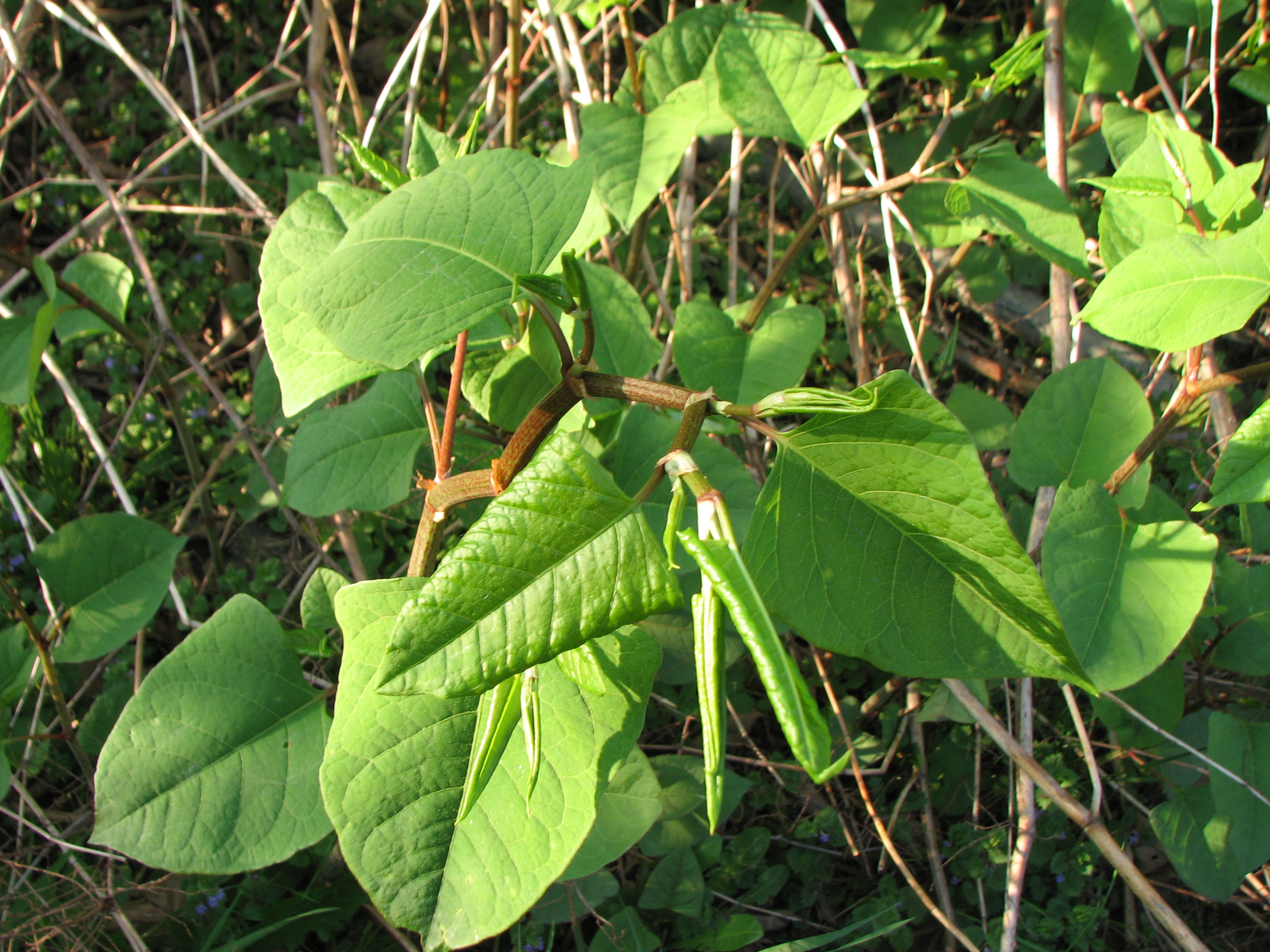 Japanischer Staudenknöterich