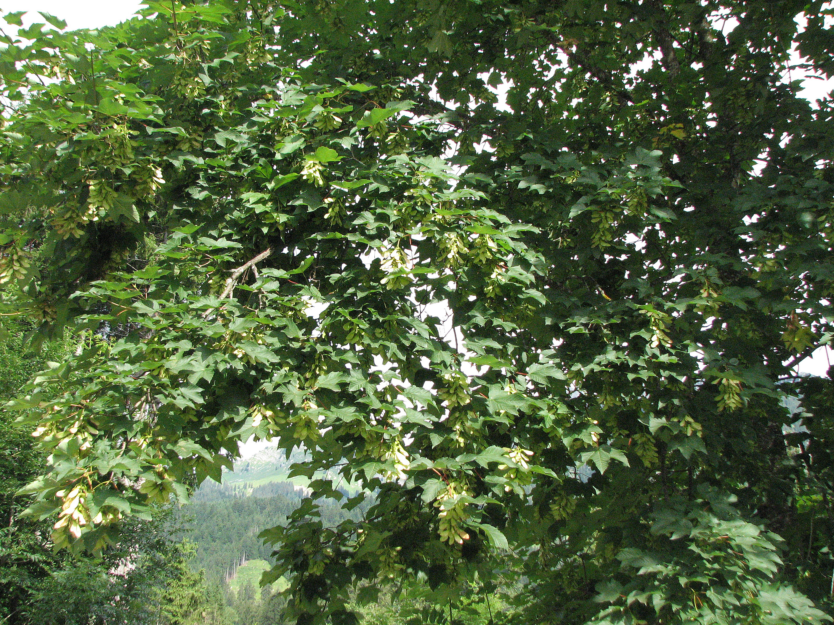Bergahorn