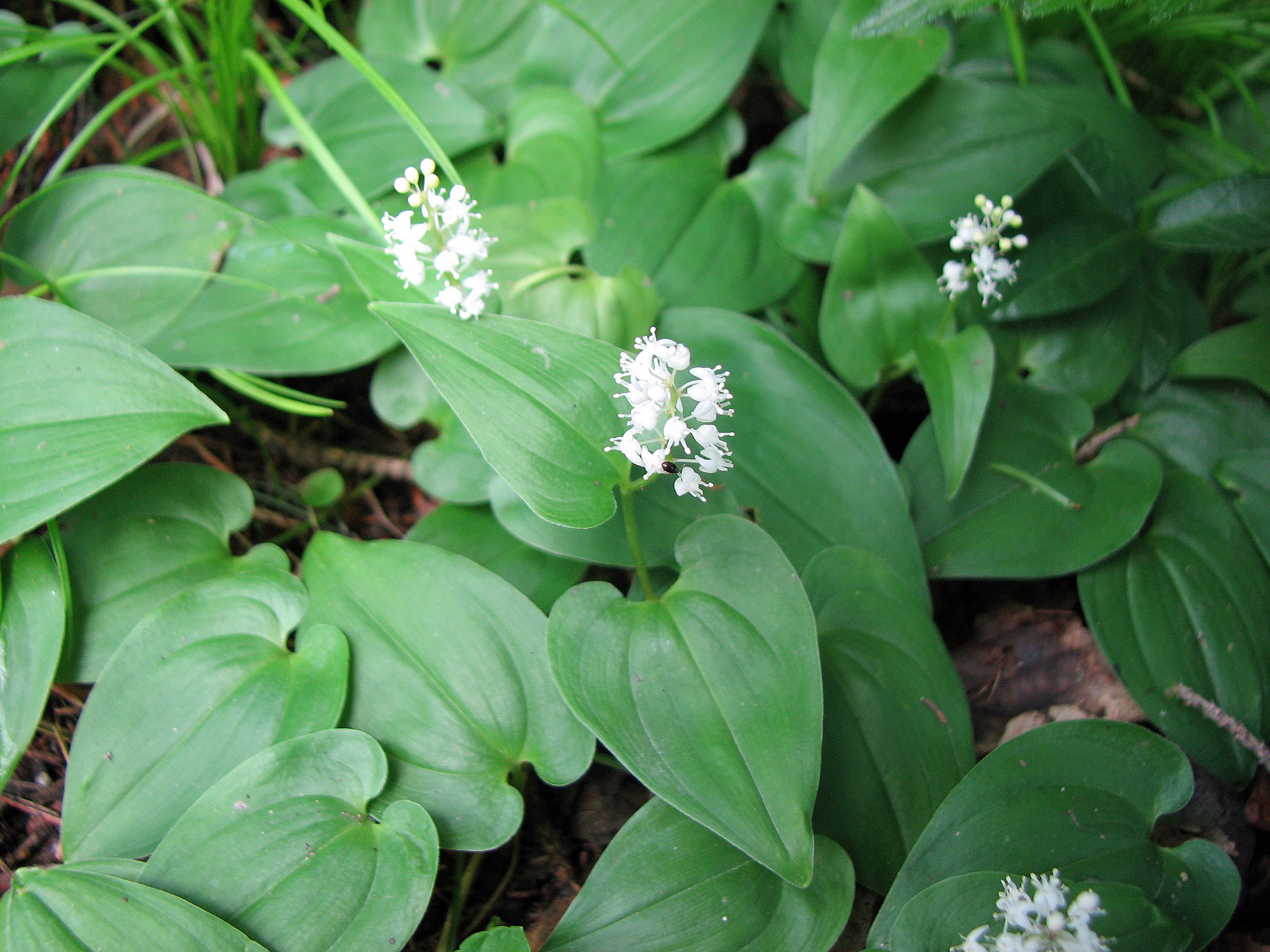 Zweiblättriges Schattenblümchen