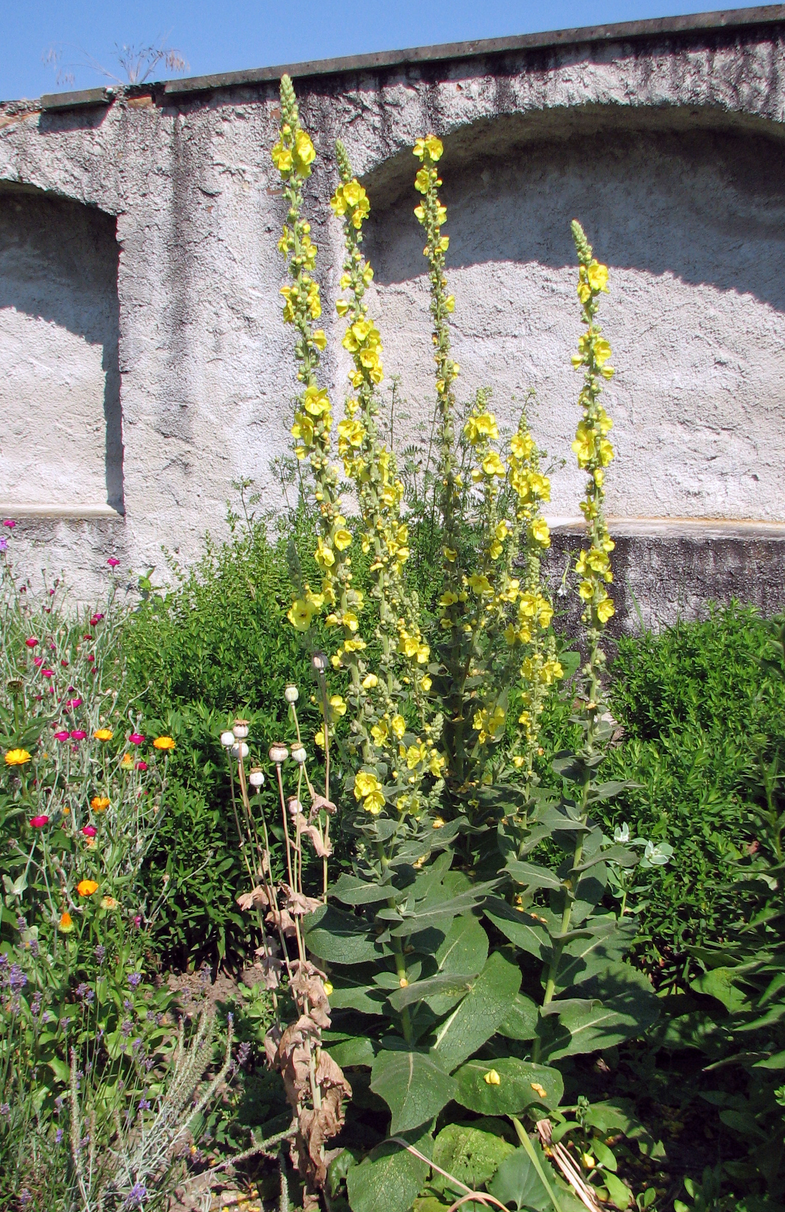 Großblütige Königskerze