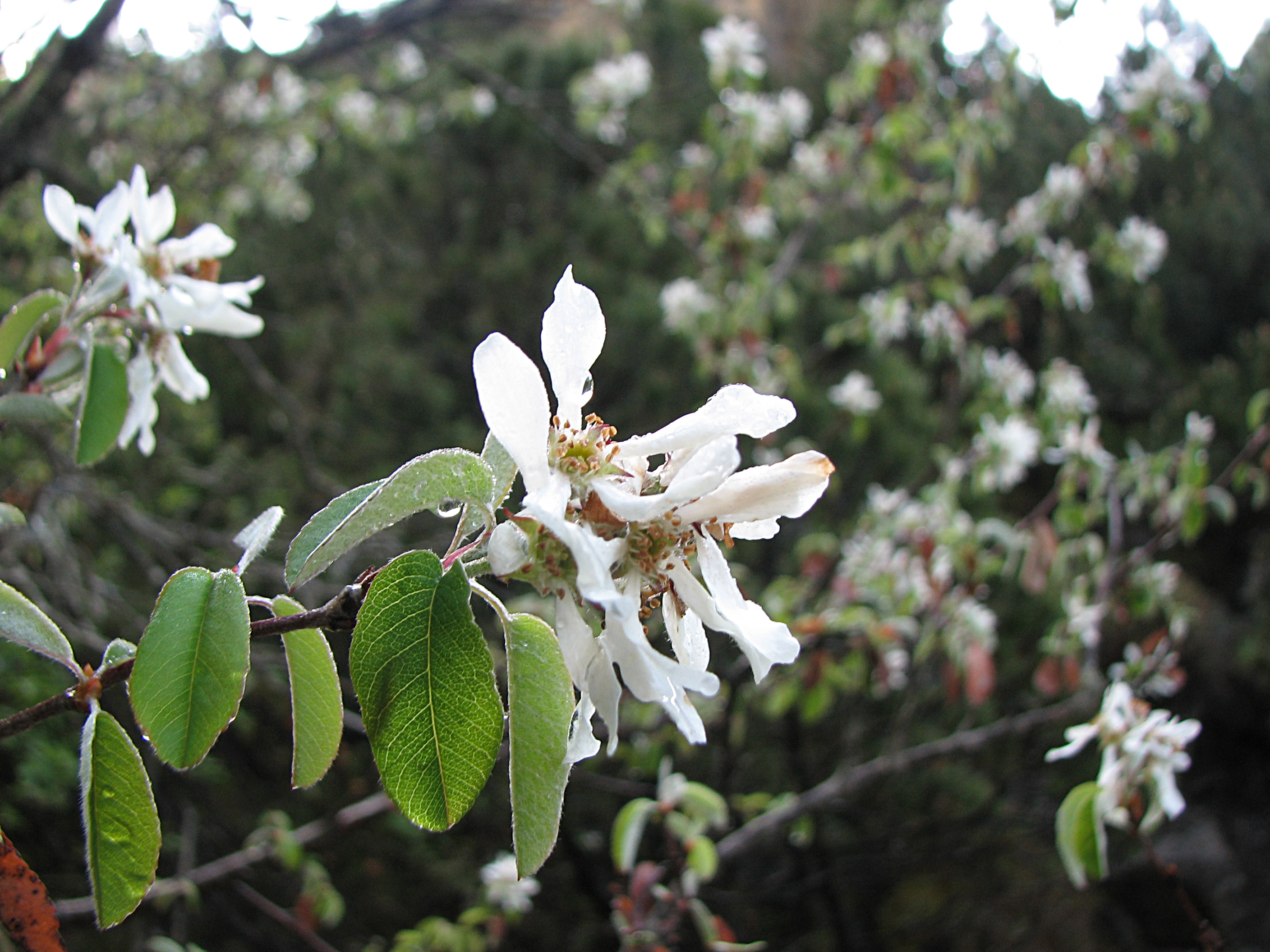 Gewöhnliche Felsenbirne