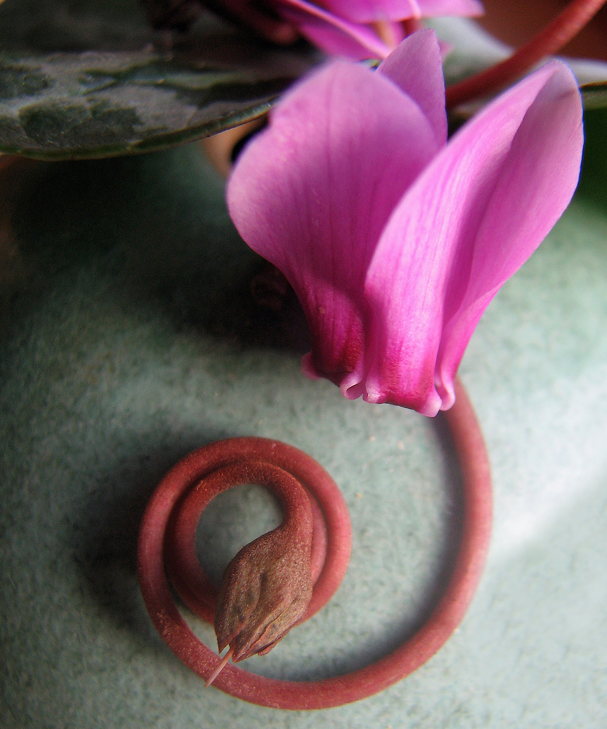 Efeublättriges Alpenveilchen