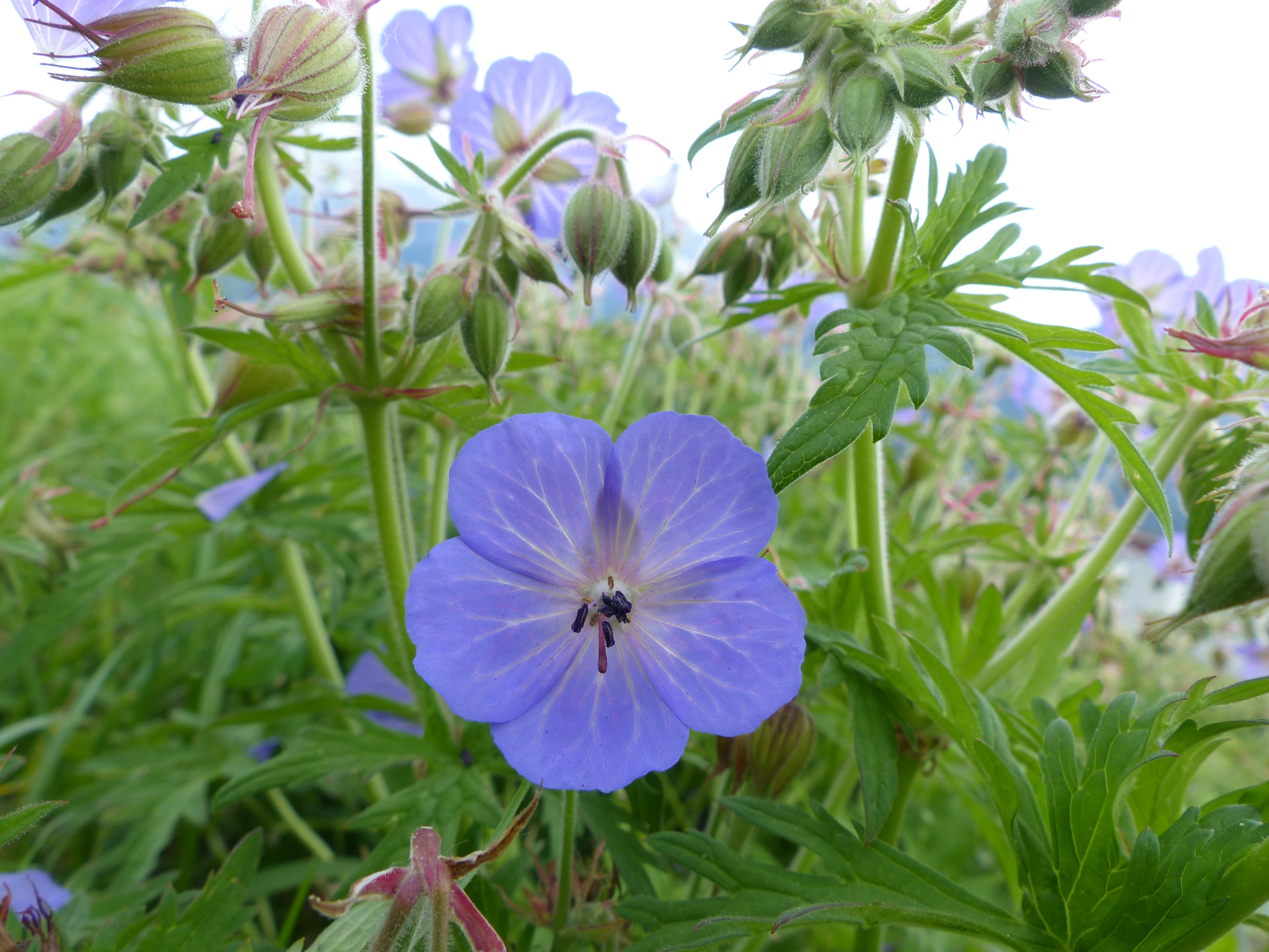 Wiesenstorchschnabel