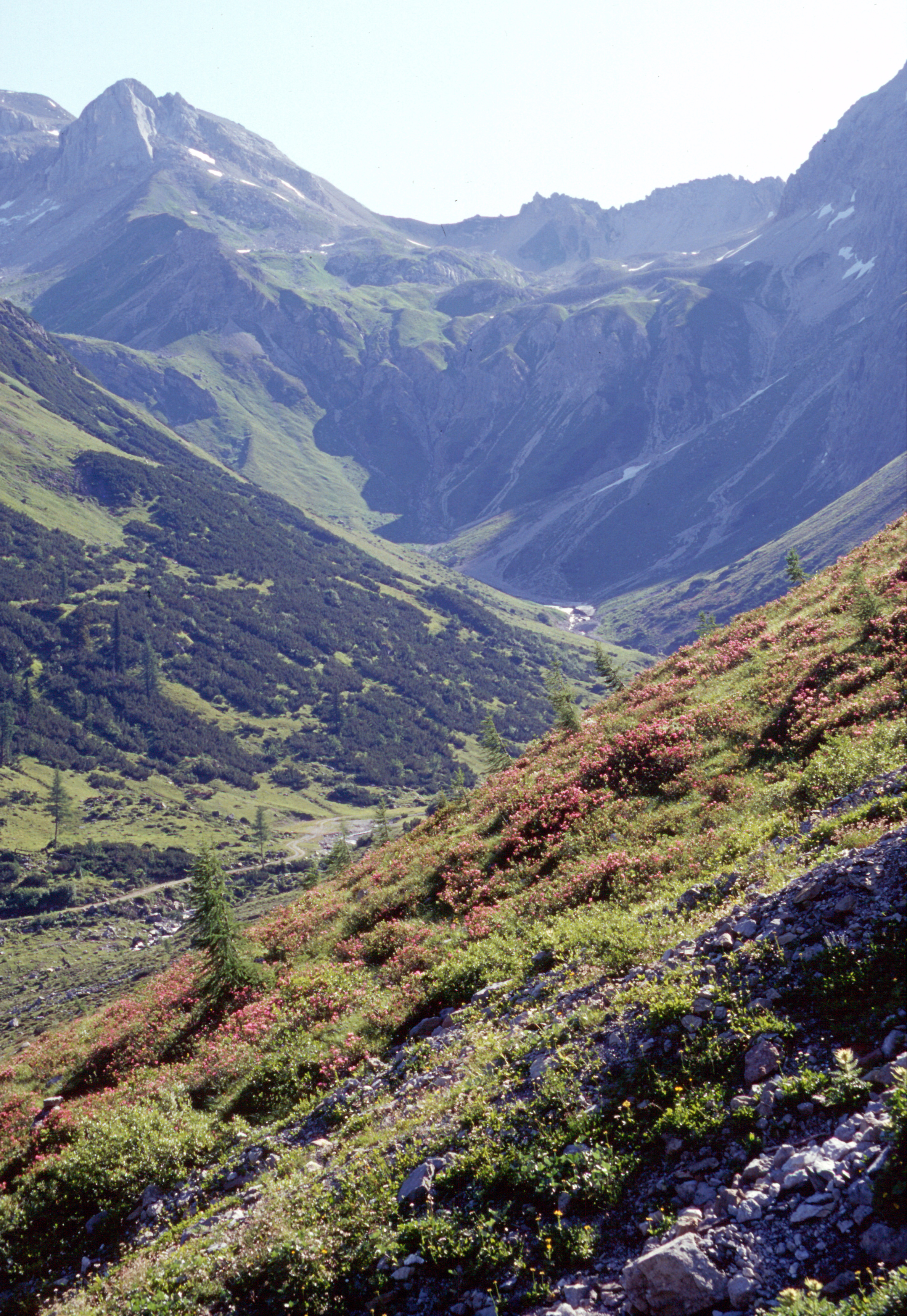 Bewimperte Alpenrose