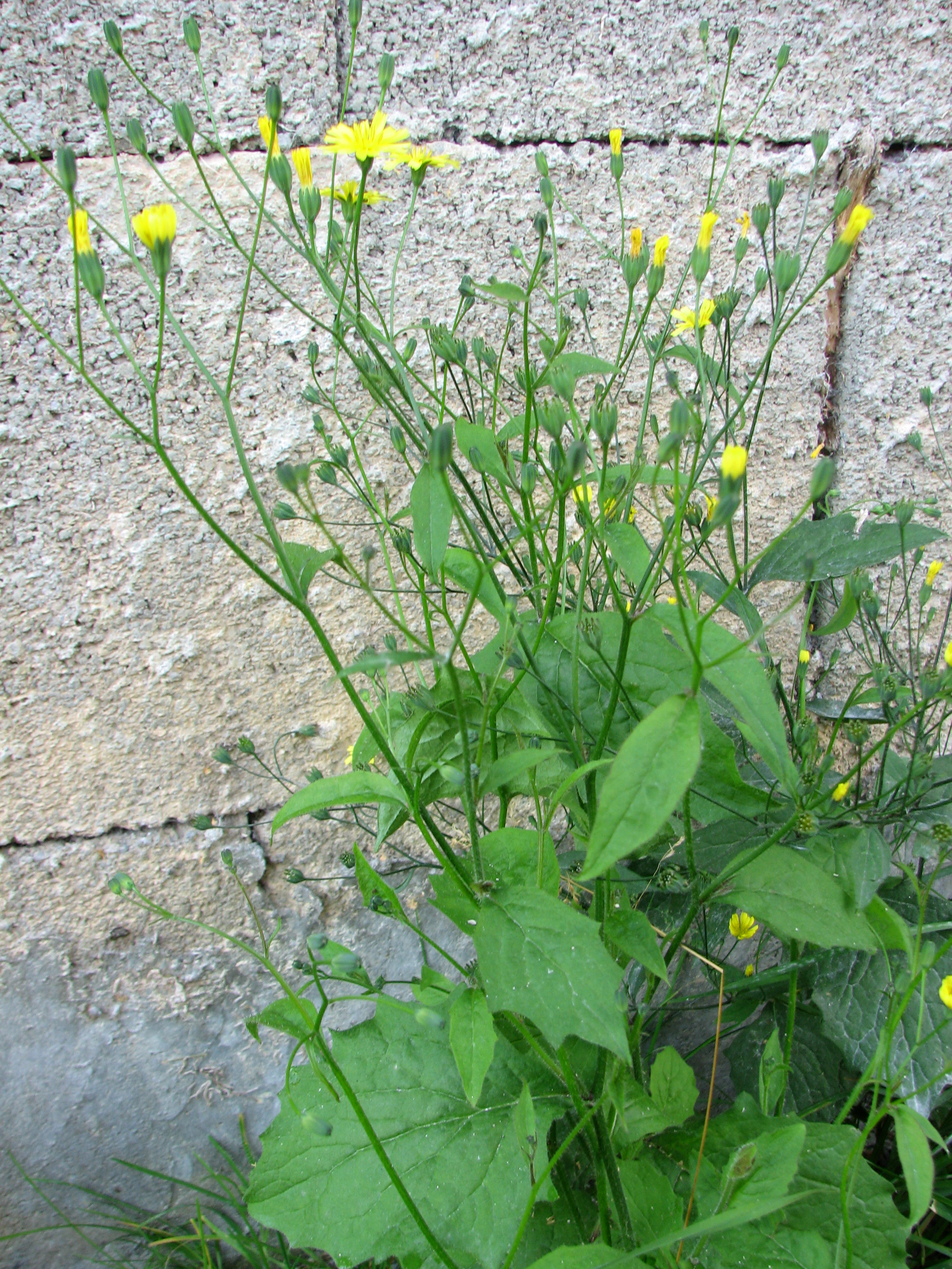 Gewöhnlicher Rainkohl