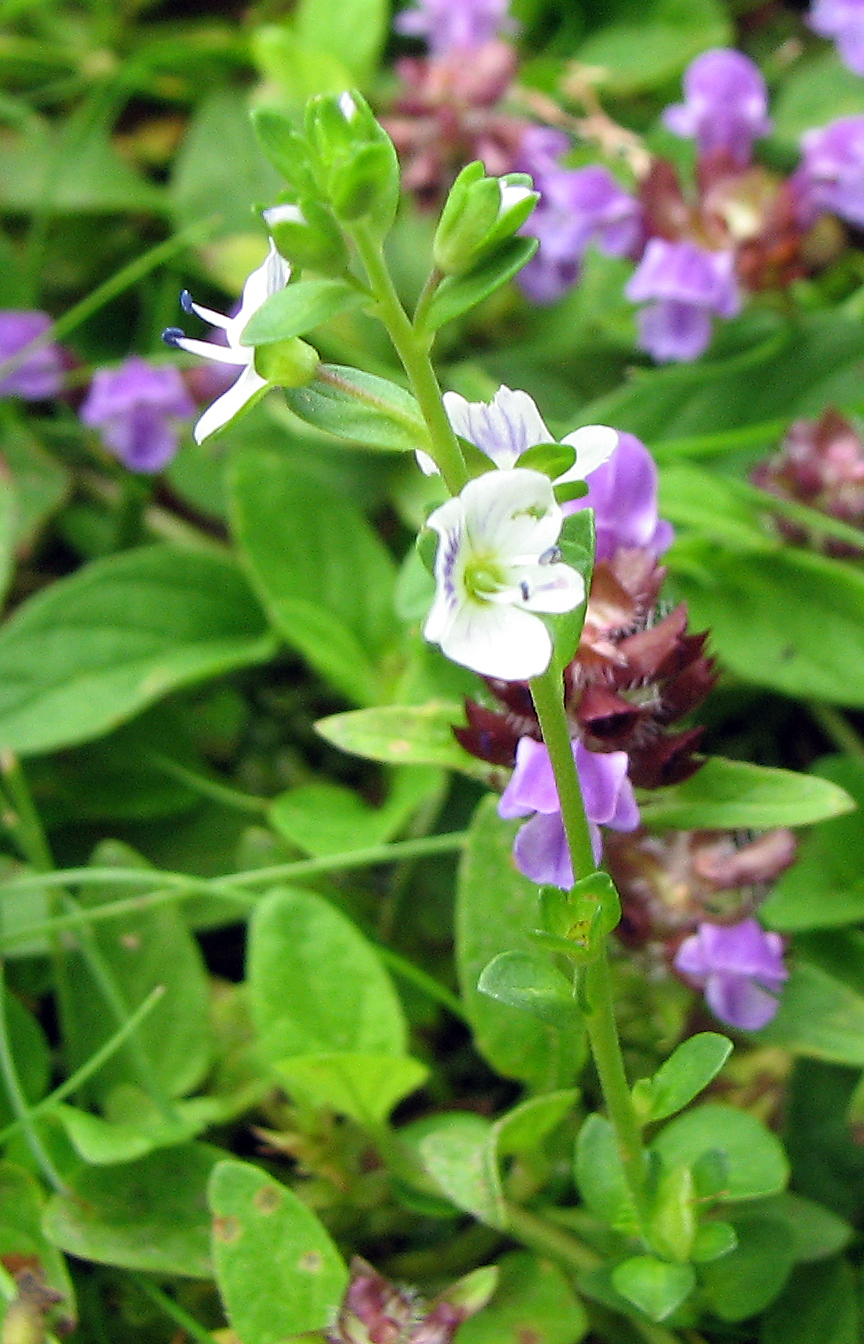 Quendelblättriger Ehrenpreis