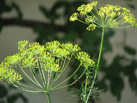 Dill