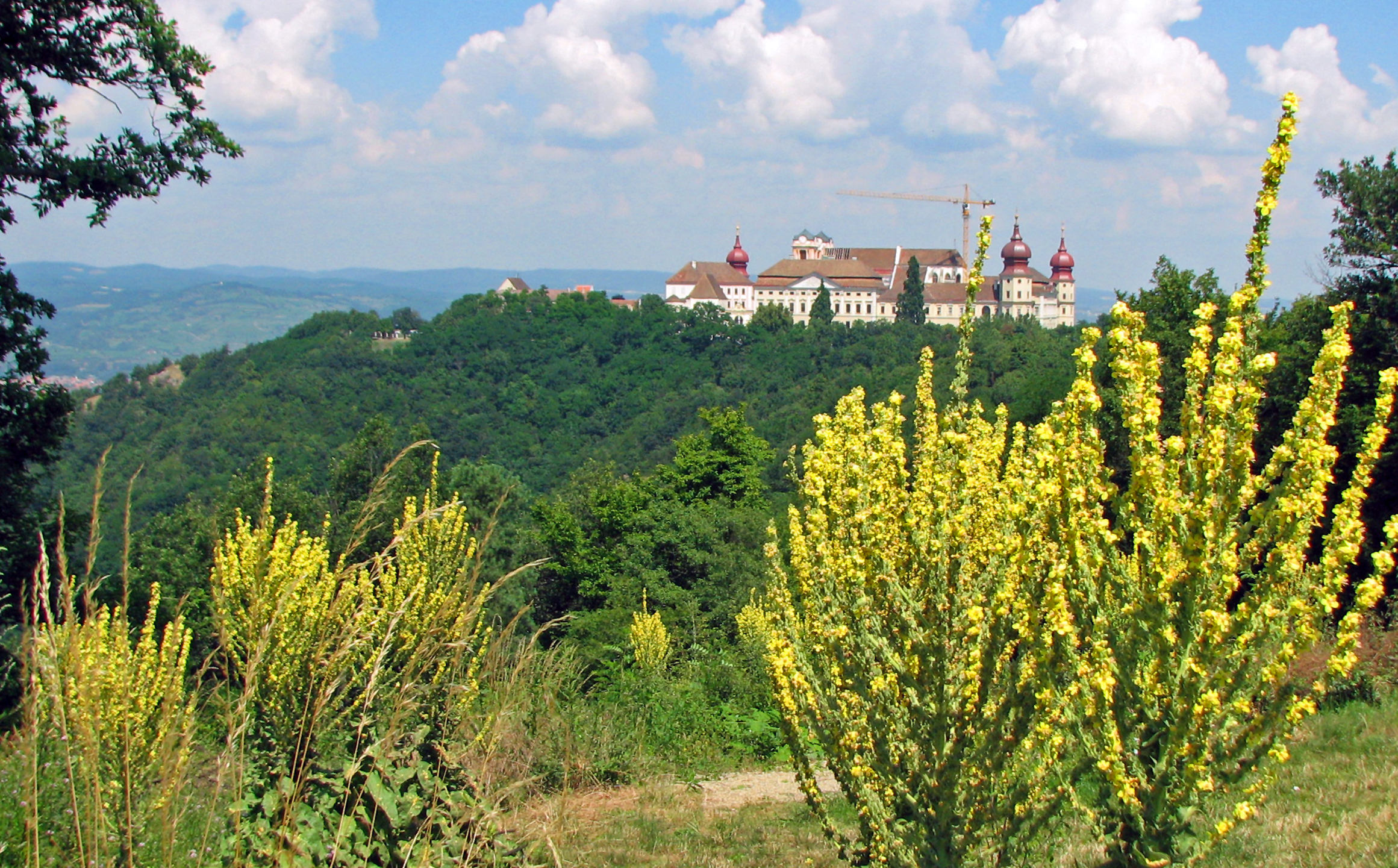 Mehlige Königskerze