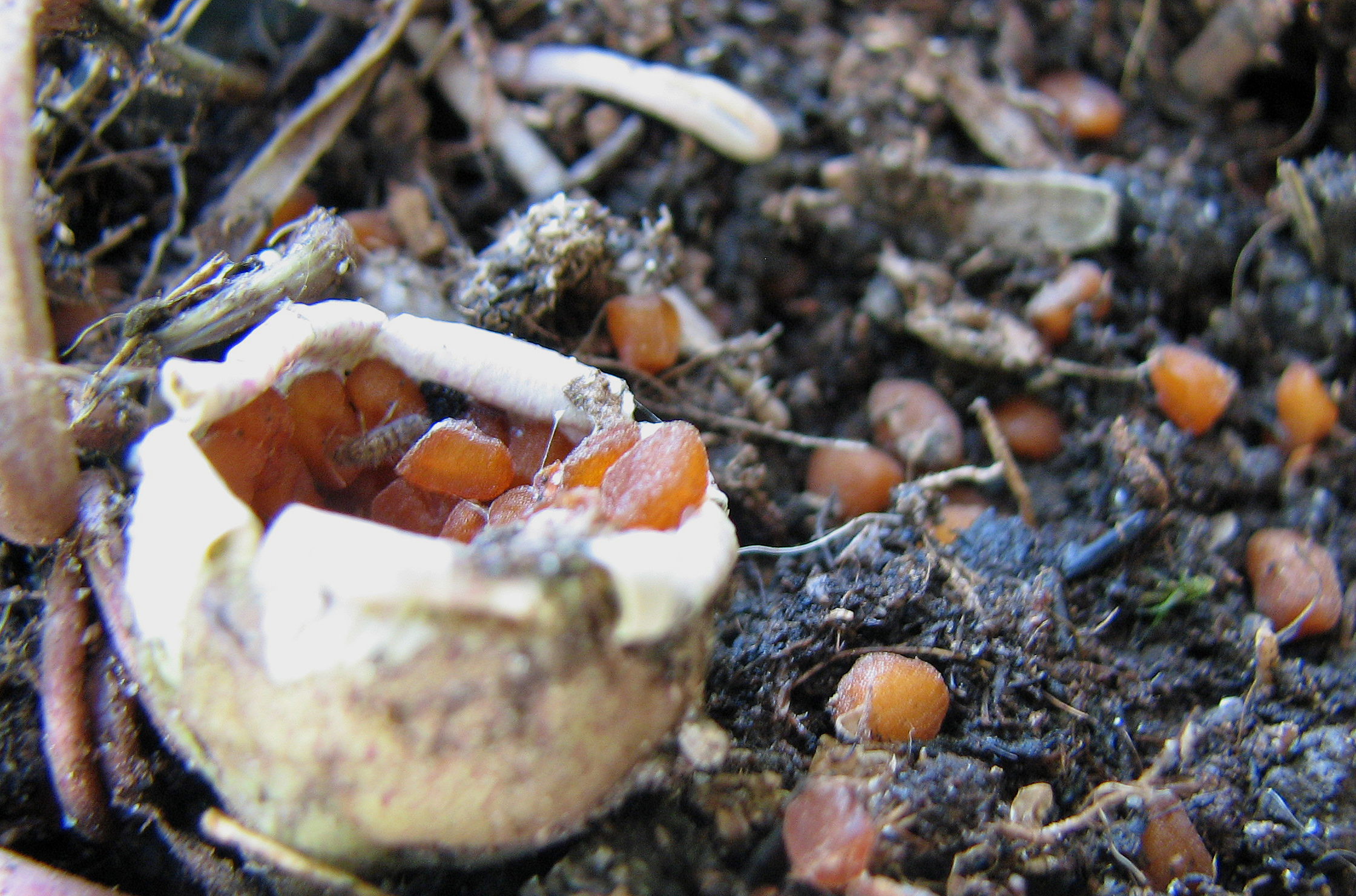 Efeublättriges Alpenveilchen