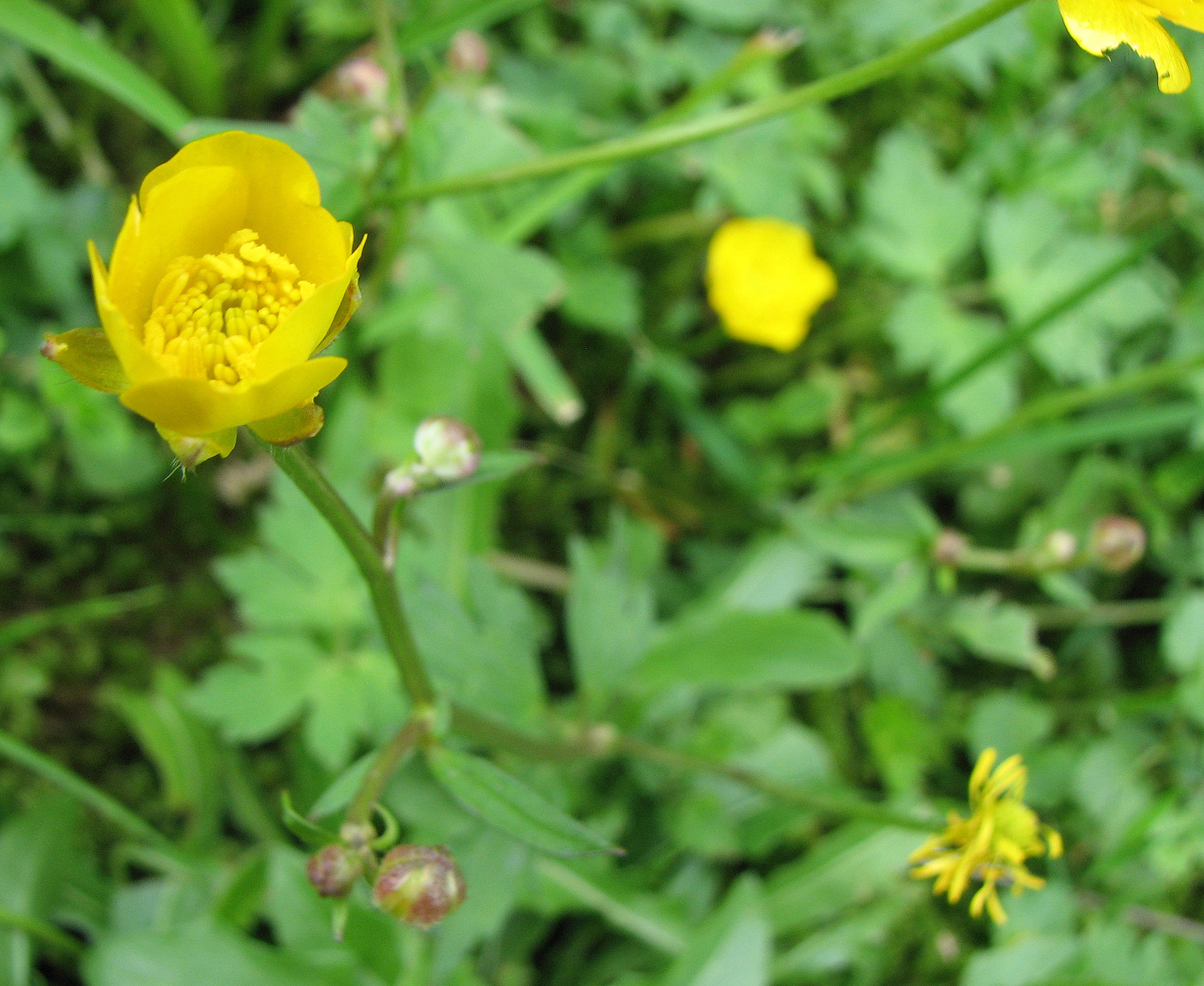 Kriechender Hahnenfuß