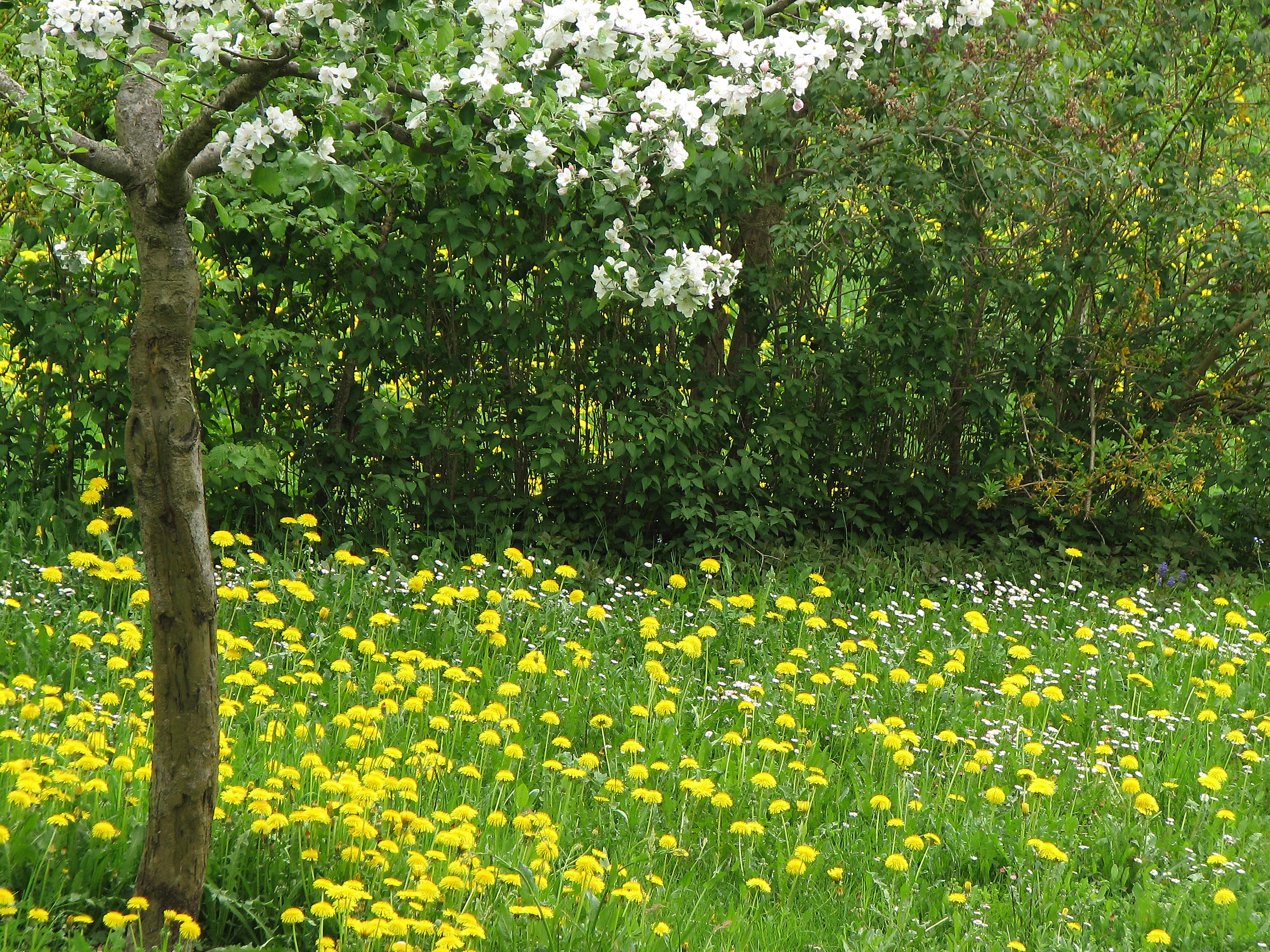 Gewöhnlicher Löwenzahn
