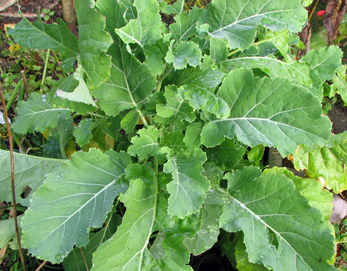 Ewiger Kohl