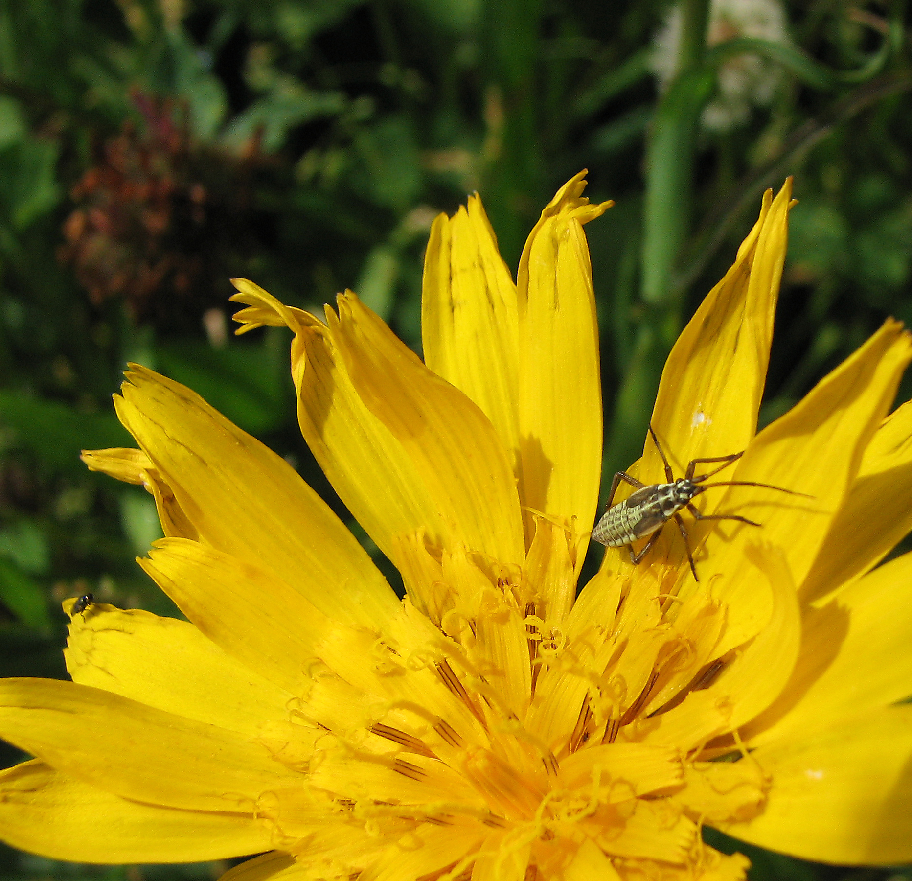 Naturnahe Gärten und Balkone