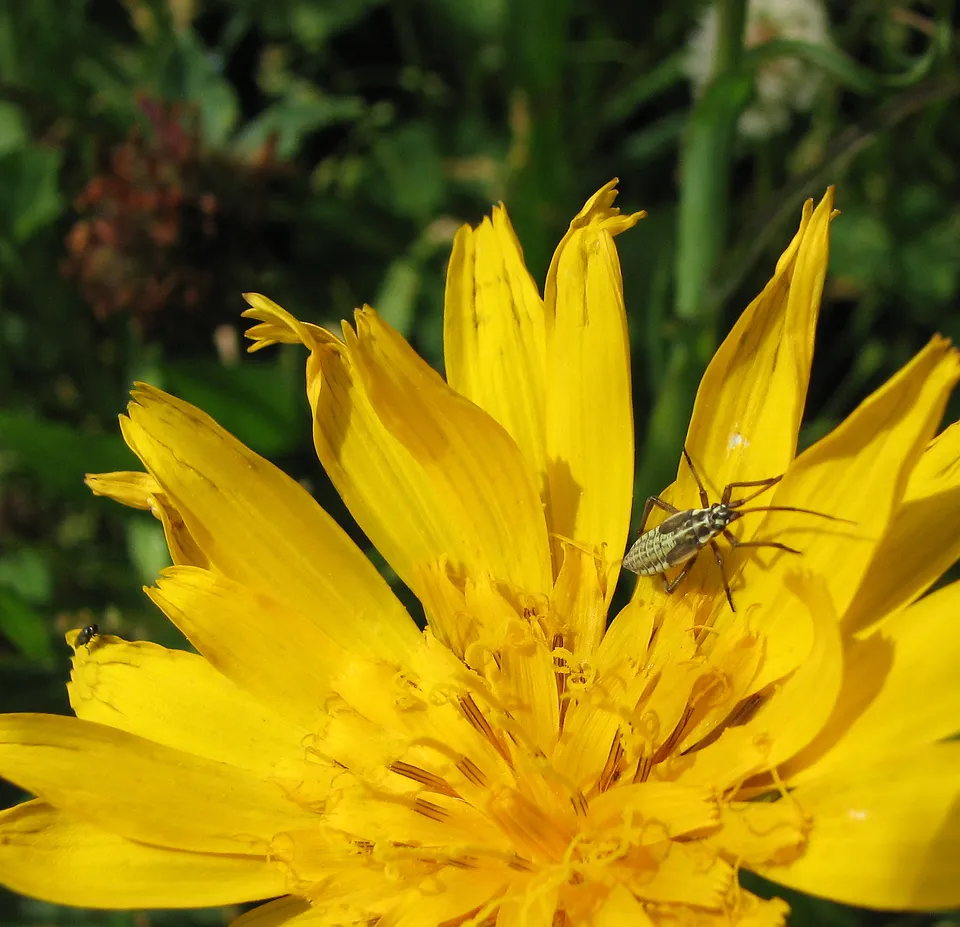 Naturnahe Gärten und Balkone