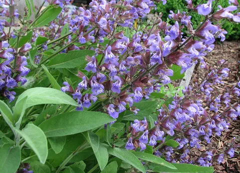 Welche Pflanze hilft bei Blähungen - Erwachsene?