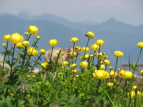 Trollblume