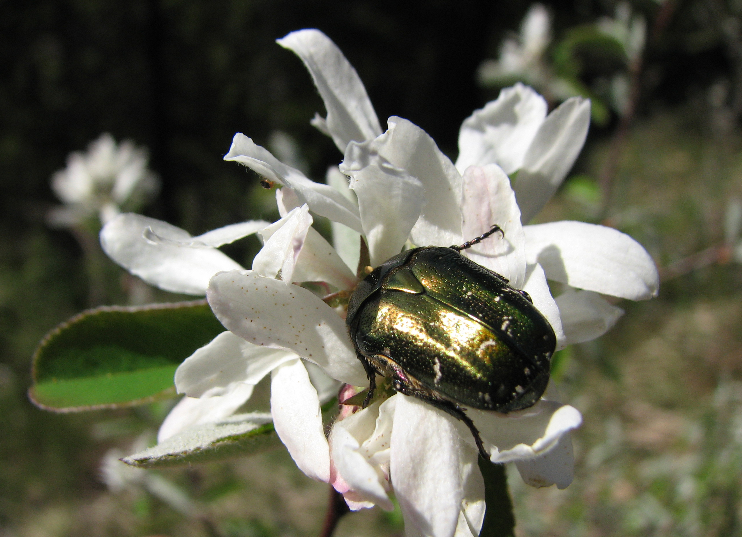 Gewöhnliche Felsenbirne
