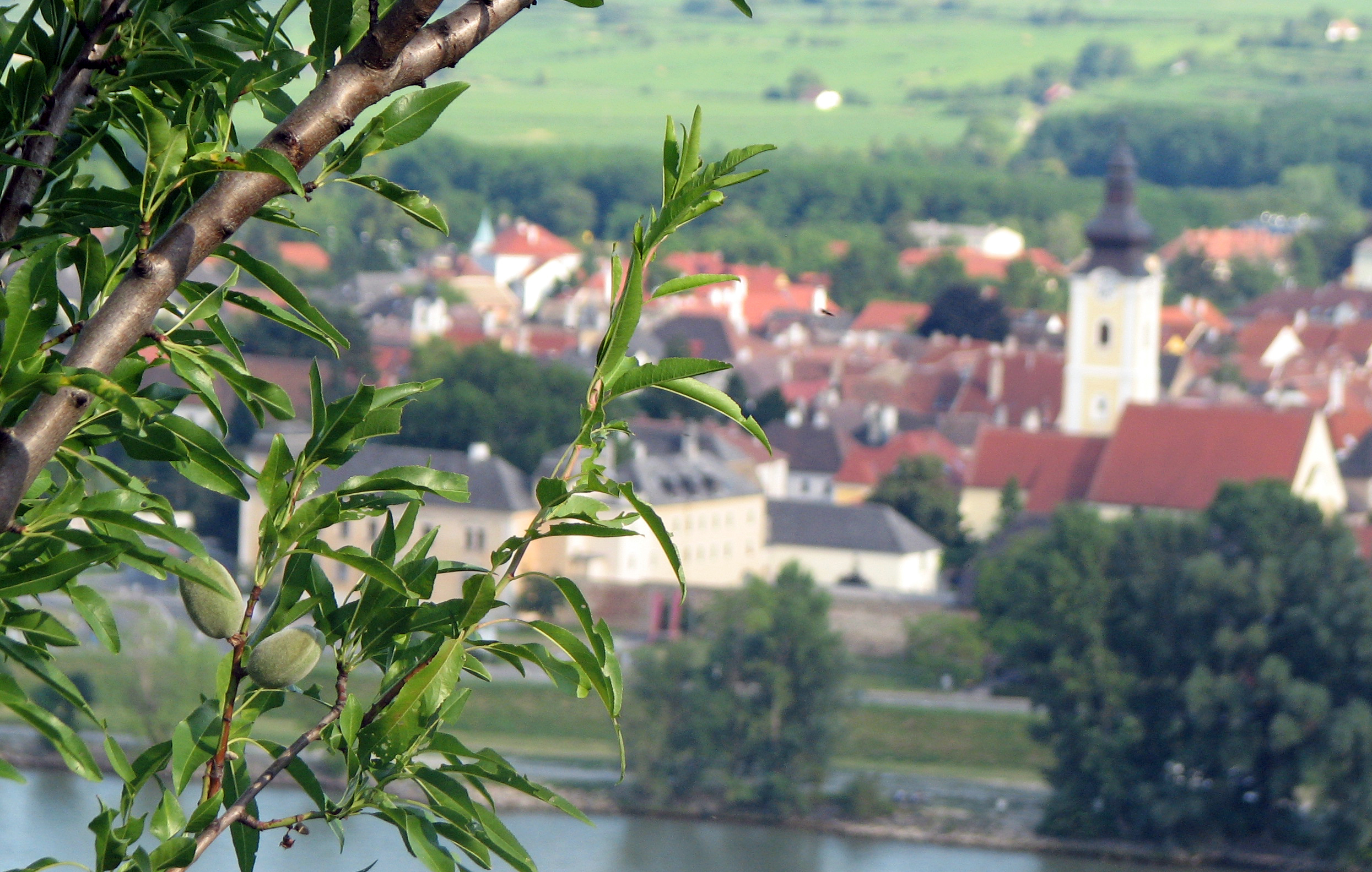 Pfirsich und Nektarine