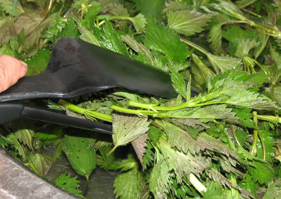 Wildpflanzen in der Küche