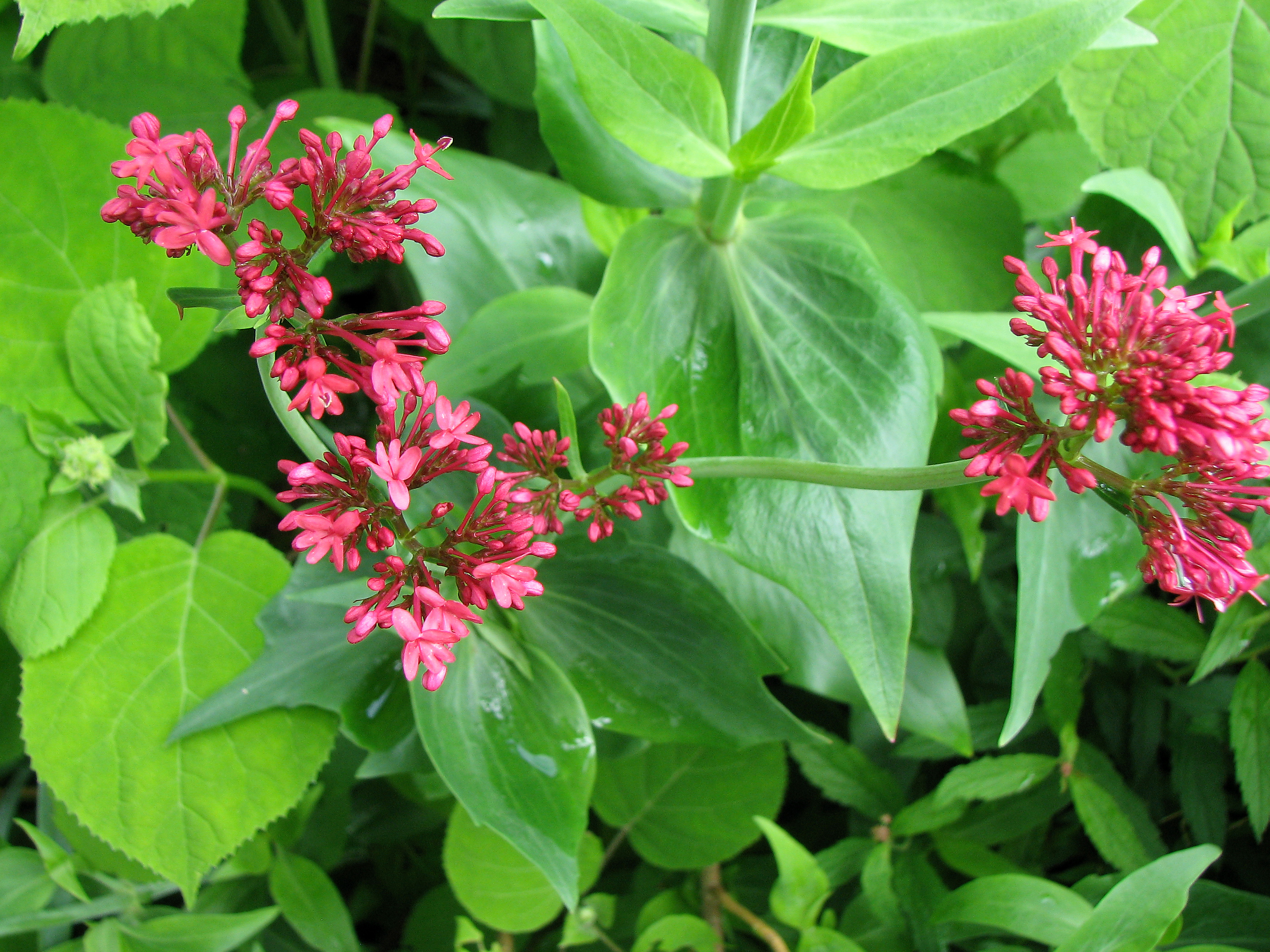 Rote Spornblume