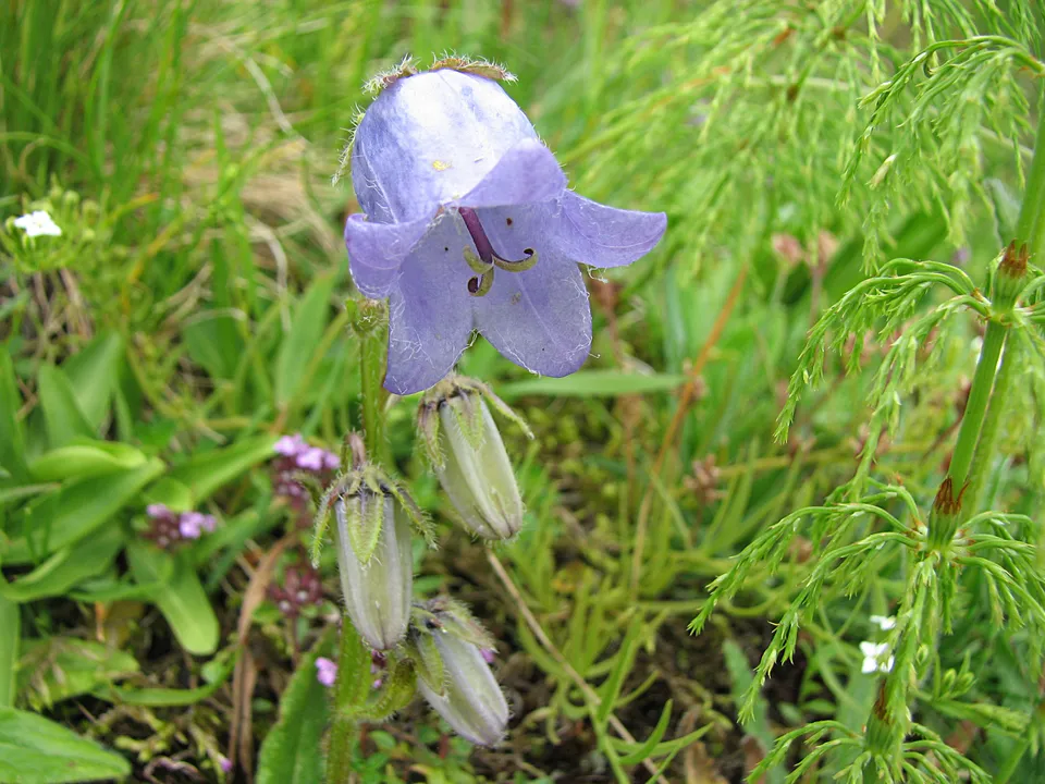 Bärtige Glockenblume