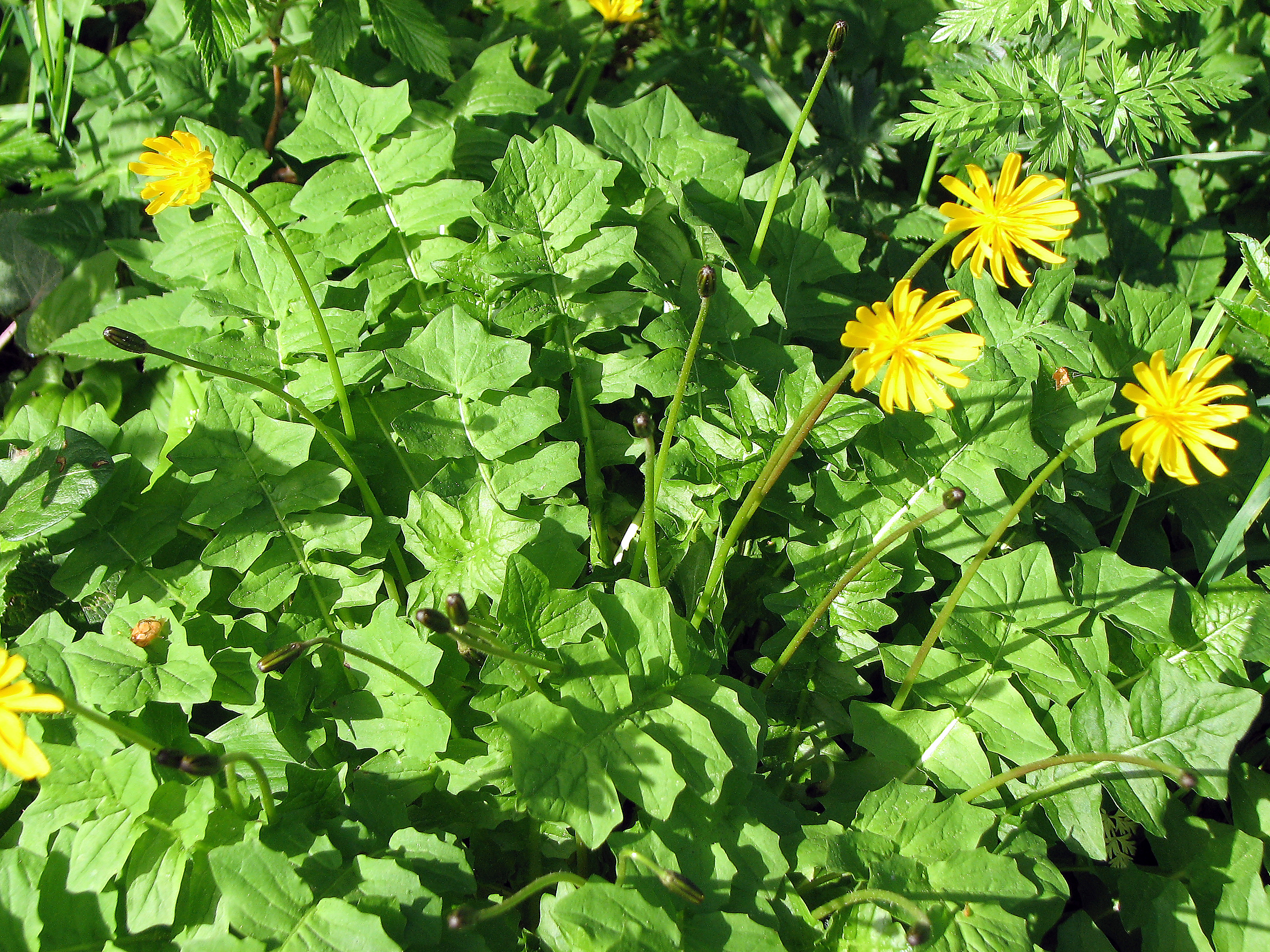 Hainsalat