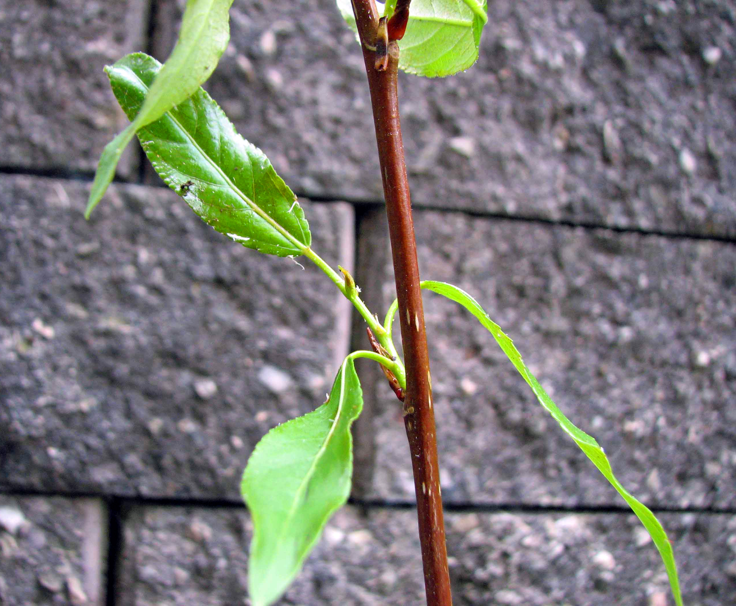 Lungauer Balsampappel