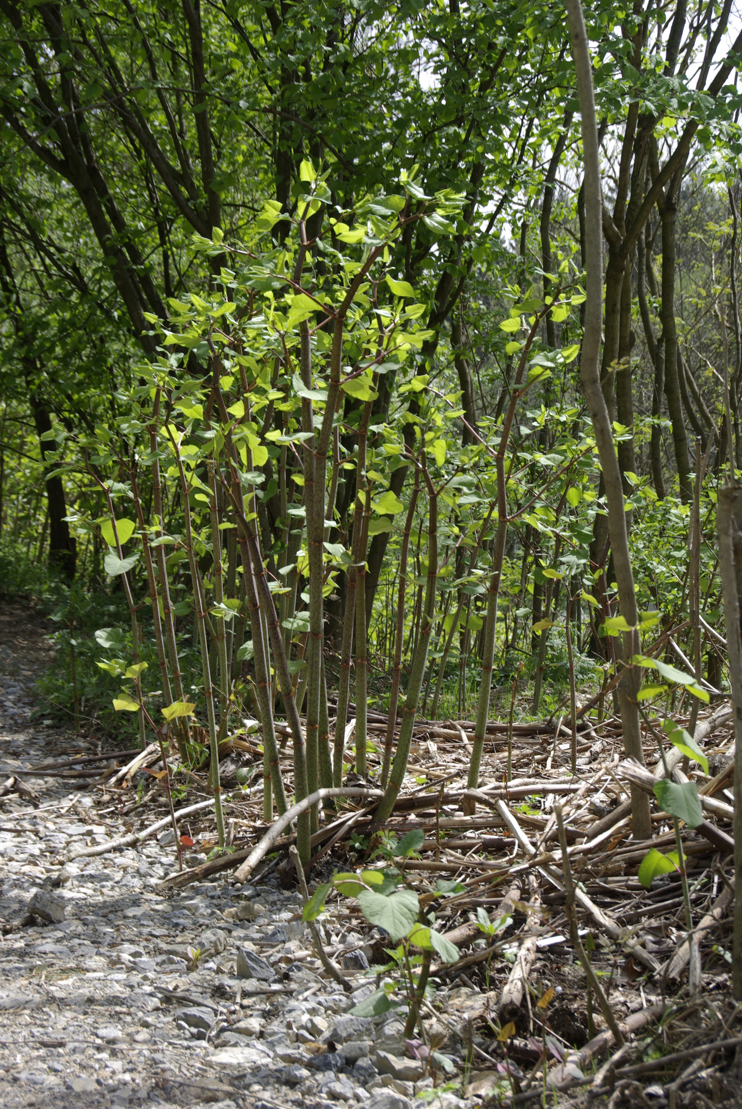 Japanischer Staudenknöterich