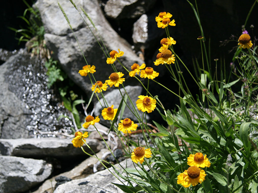 Sonnenbraut