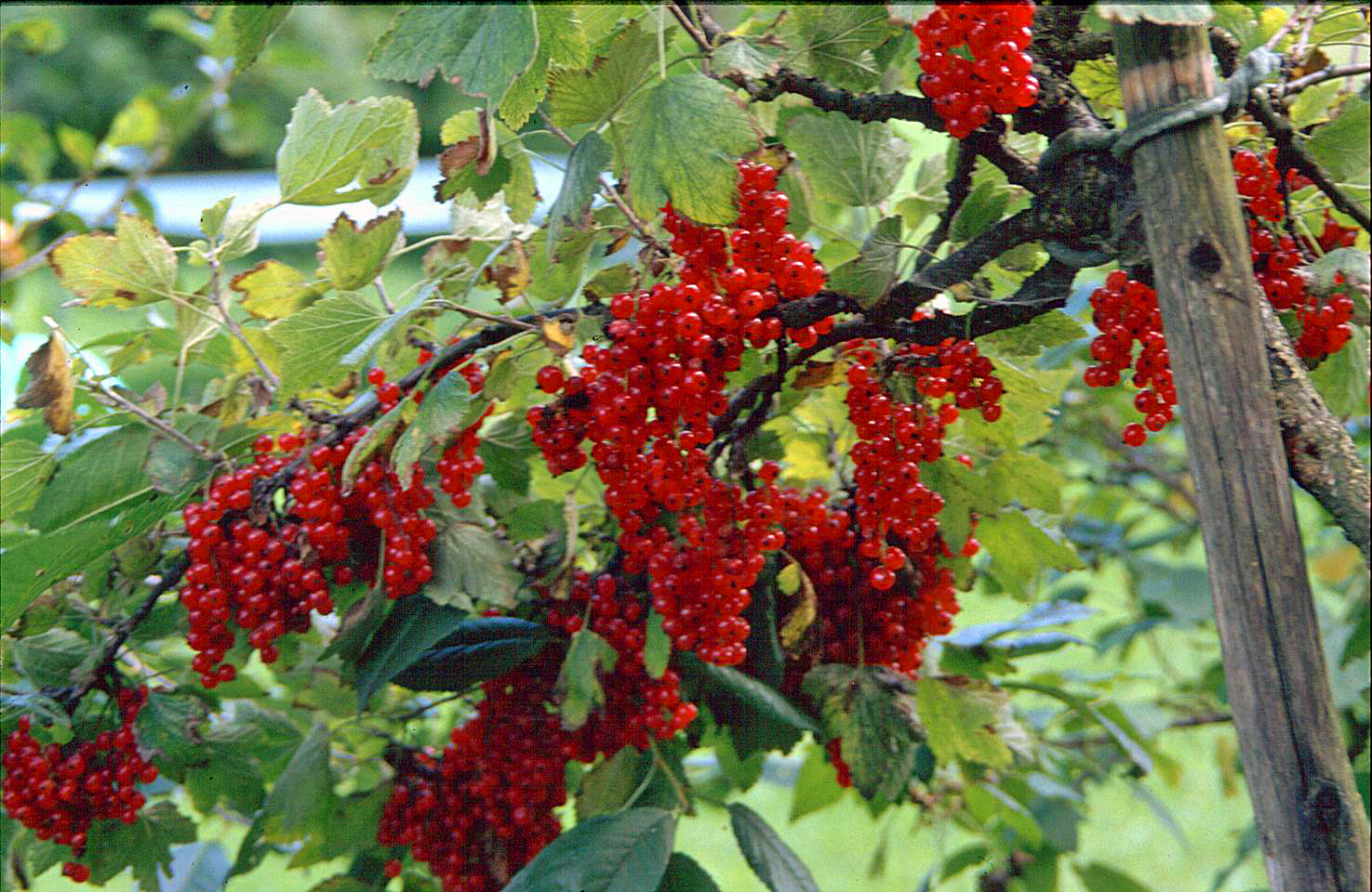 Johannisbeeren