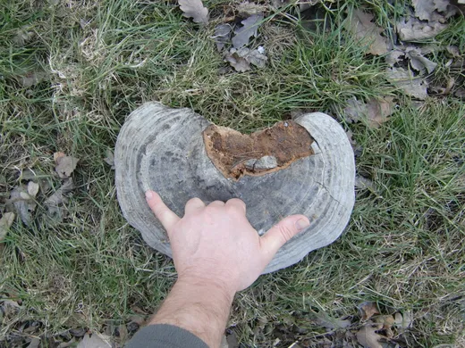 Zunderschwamm verwenden